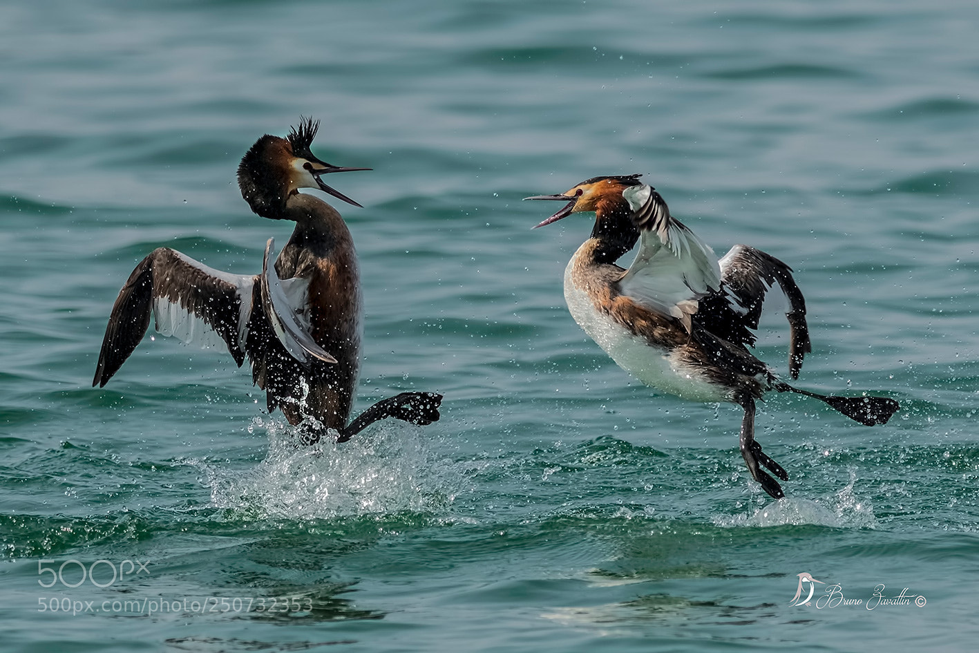 Nikon D500 sample photo. Svasso maggiore photography