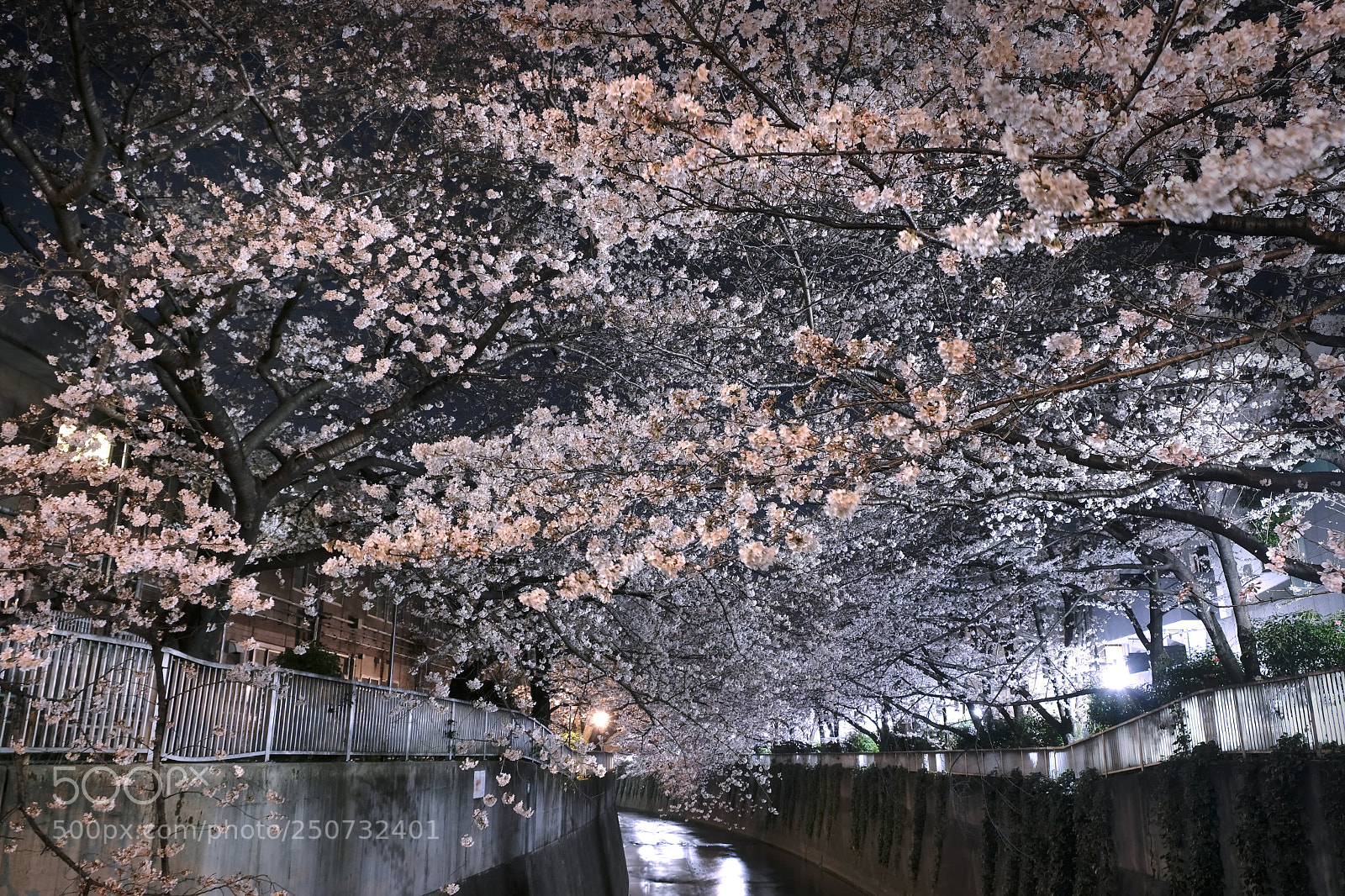 Fujifilm X-T20 sample photo. Cherry blossom photography