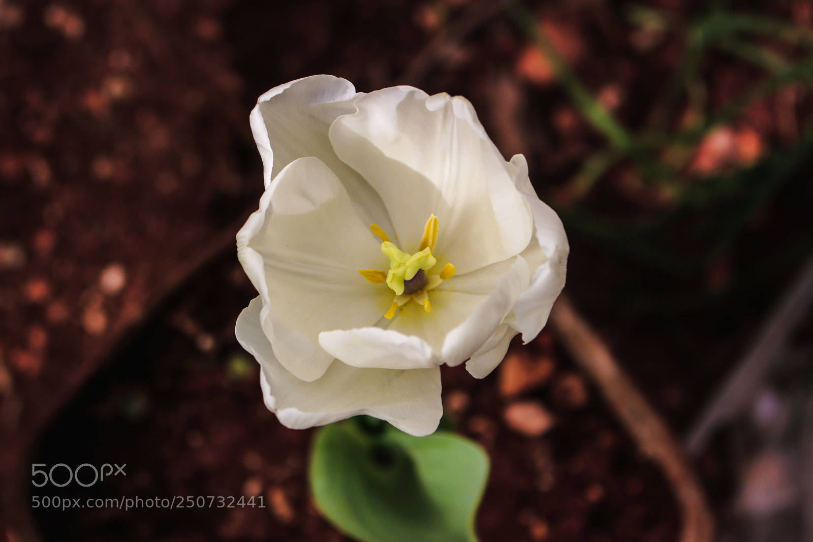 Canon EOS 700D (EOS Rebel T5i / EOS Kiss X7i) sample photo. Tulip photography