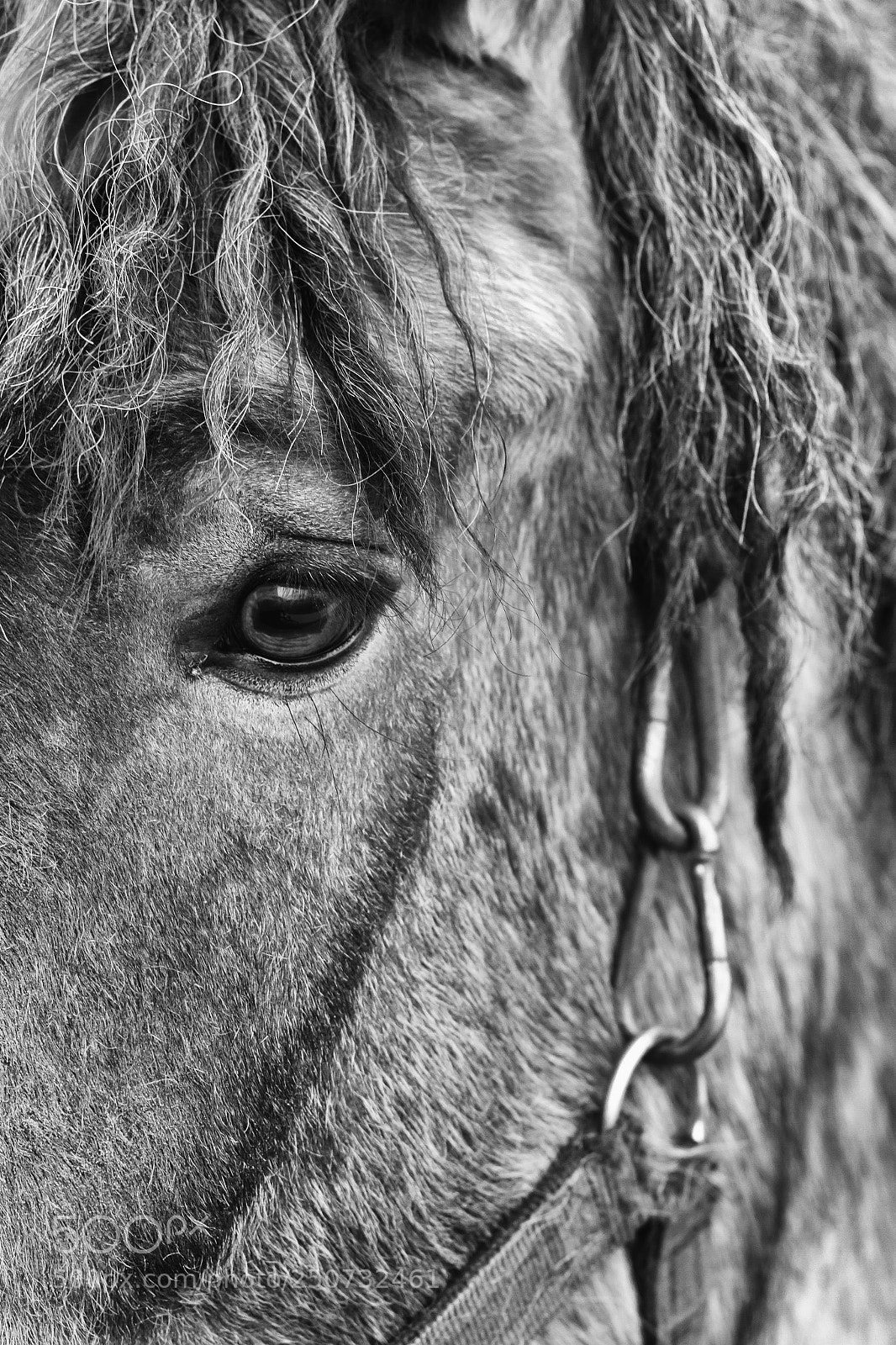 Canon EOS 7D sample photo. Belgian horse photography