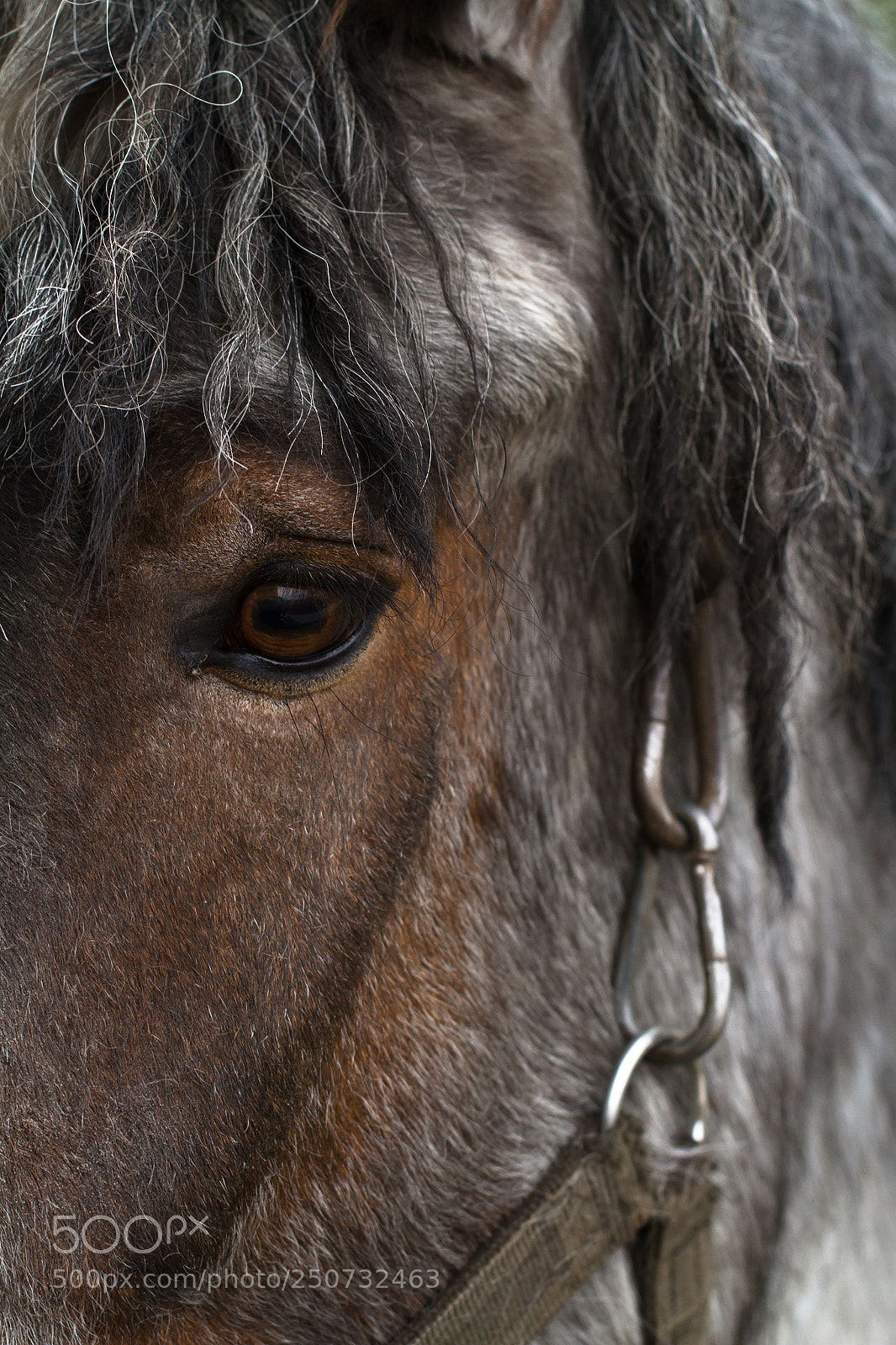 Canon EOS 7D sample photo. Belgian horse photography