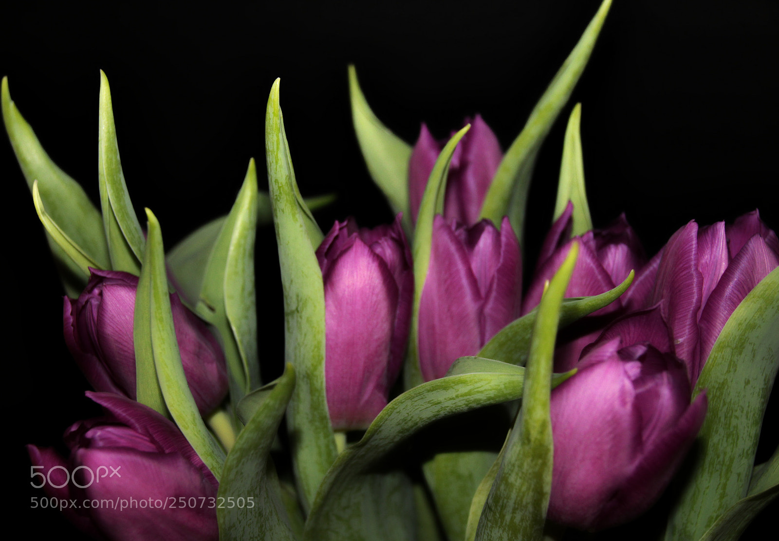 Canon EOS 1300D (EOS Rebel T6 / EOS Kiss X80) sample photo. Violet velvet tulip photography