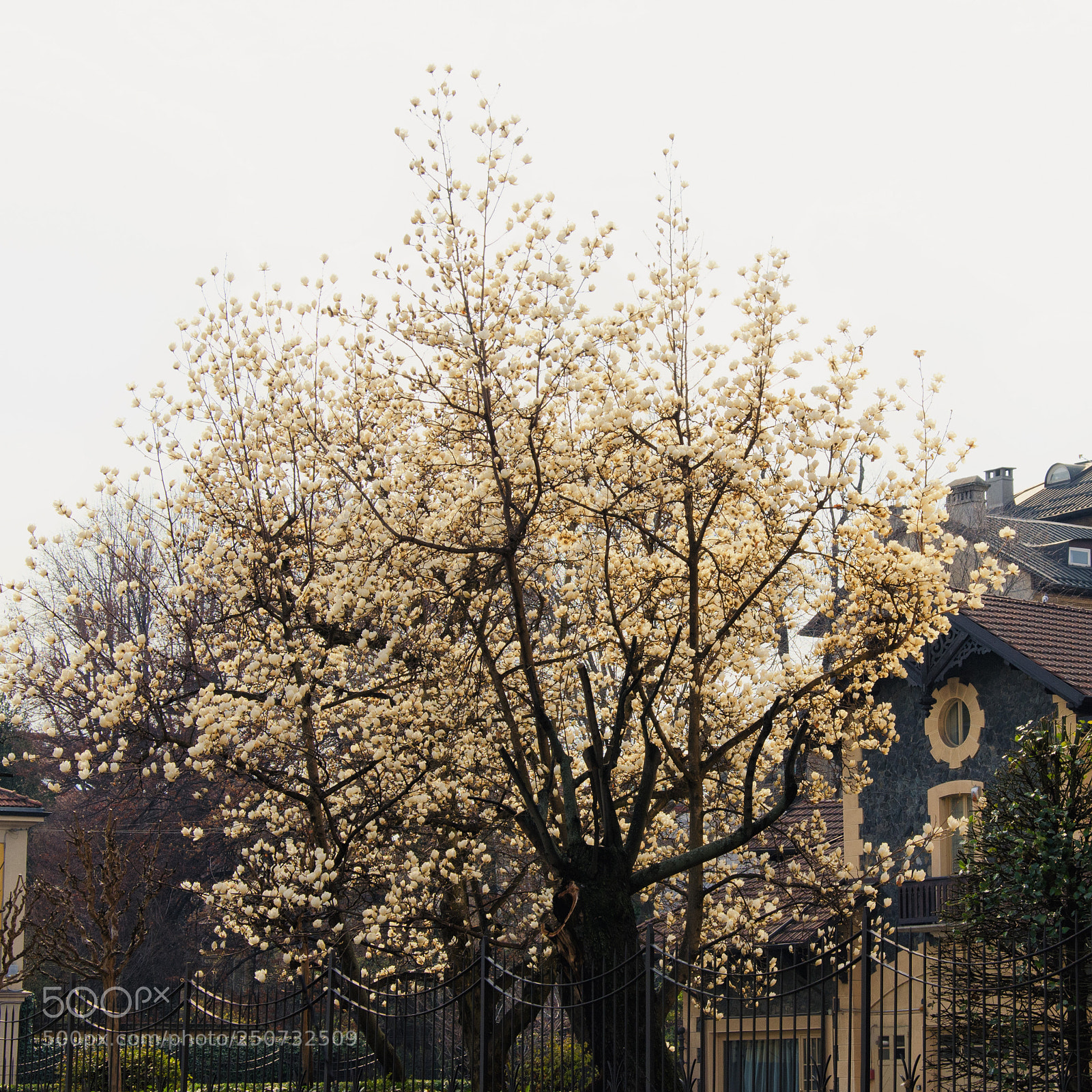 Nikon D5100 sample photo. Gold spring photography