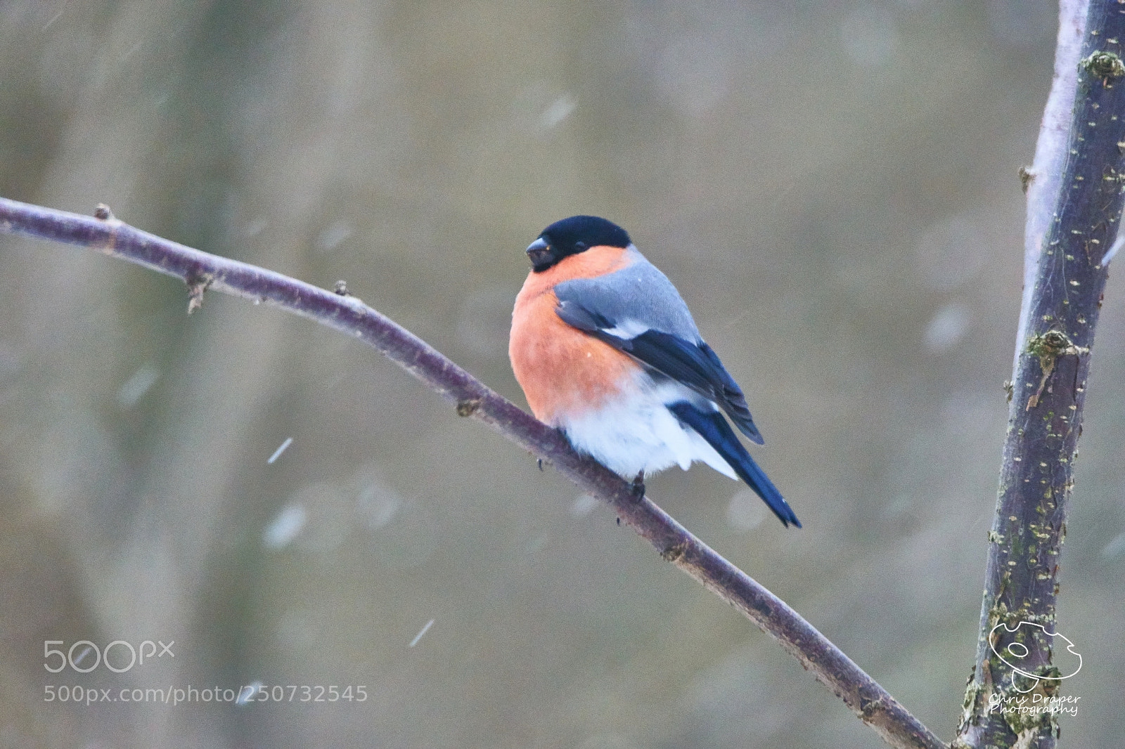 Sony ILCA-77M2 sample photo. Bullfinch in a snow photography
