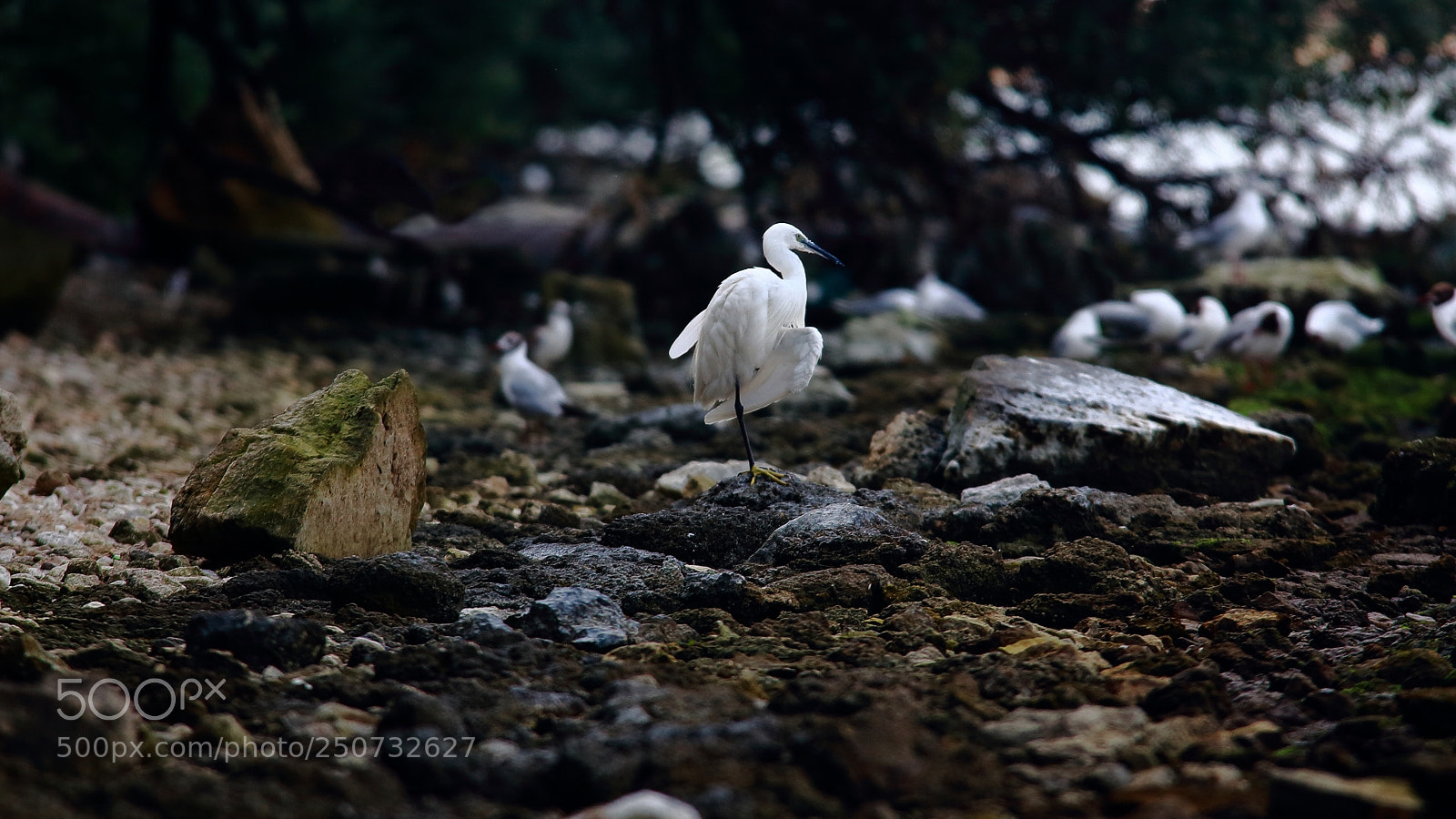 Canon EOS 650D (EOS Rebel T4i / EOS Kiss X6i) sample photo. Egret good morning photography