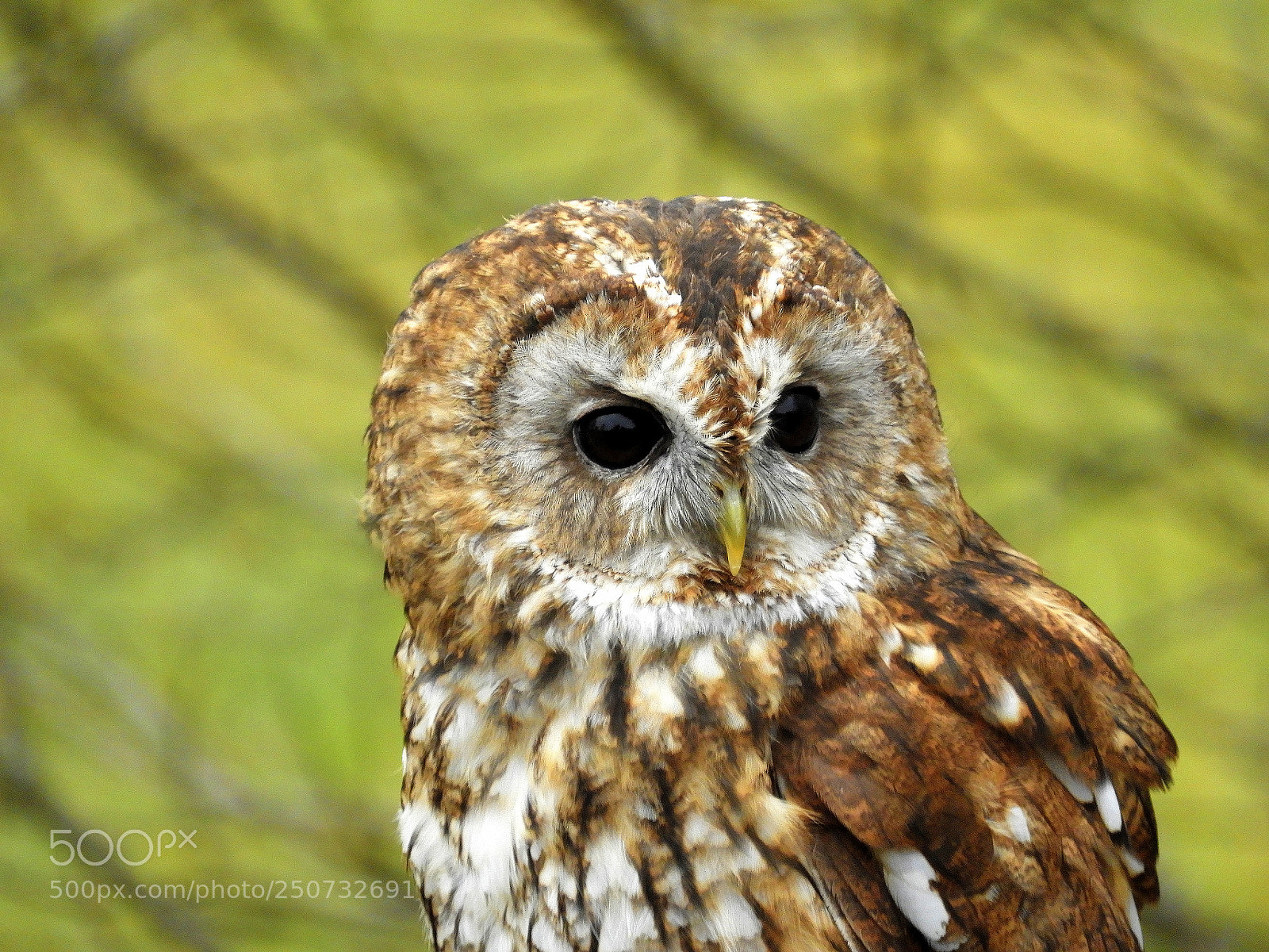 Nikon Coolpix B700 sample photo. A beautiful tawny owl photography