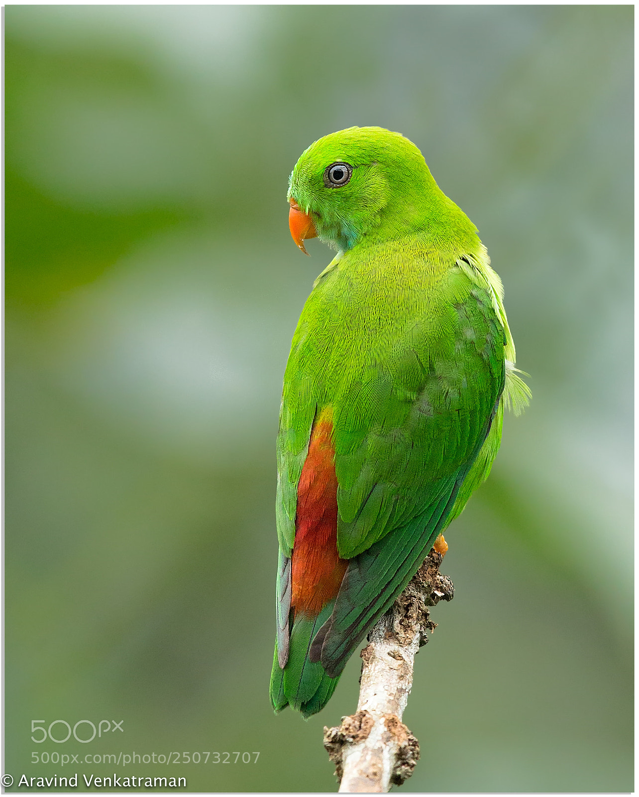 Canon EOS-1D X sample photo. Vernal hanging parrot photography