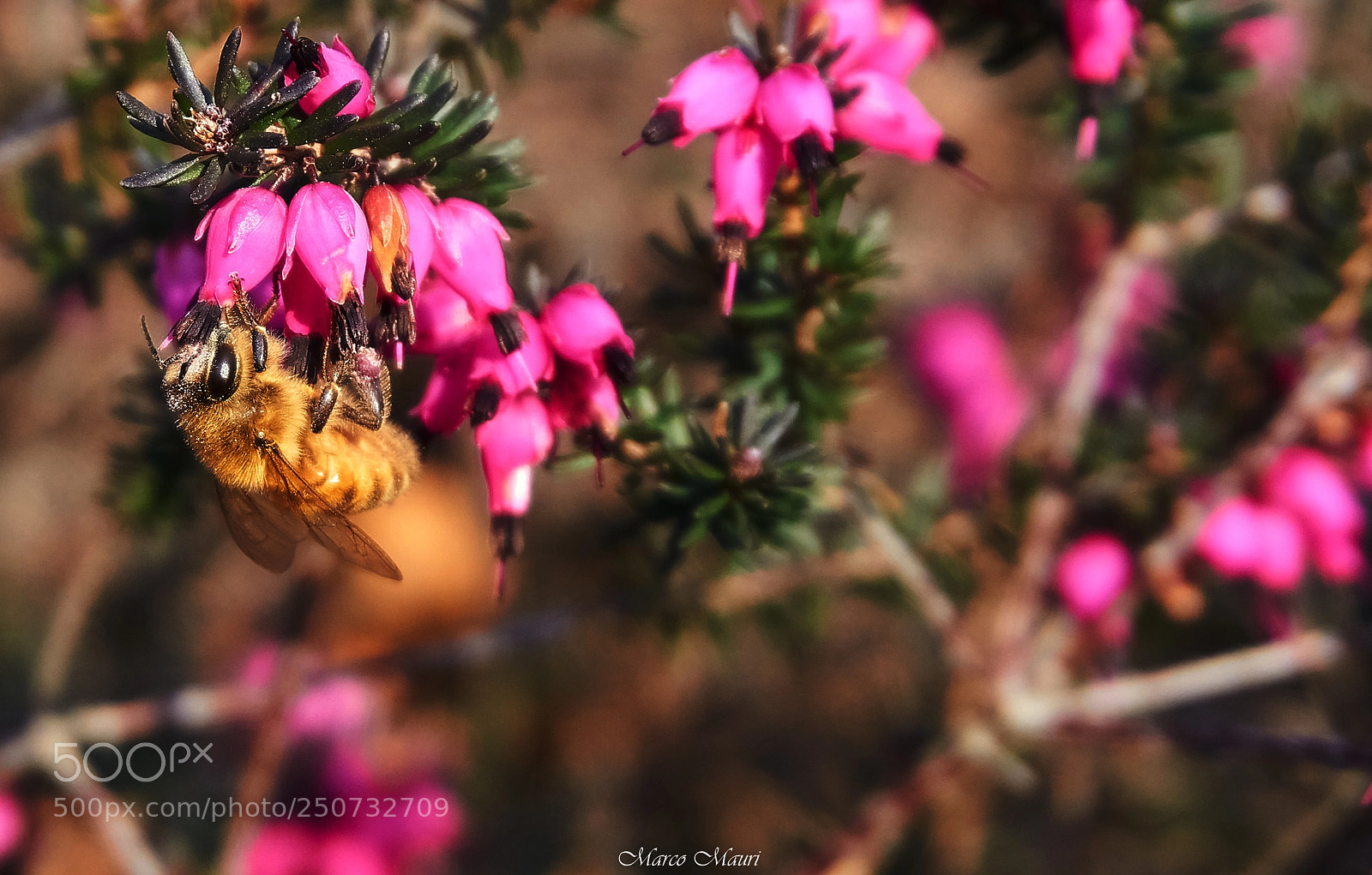 Sony a6000 sample photo. Spring is coming photography