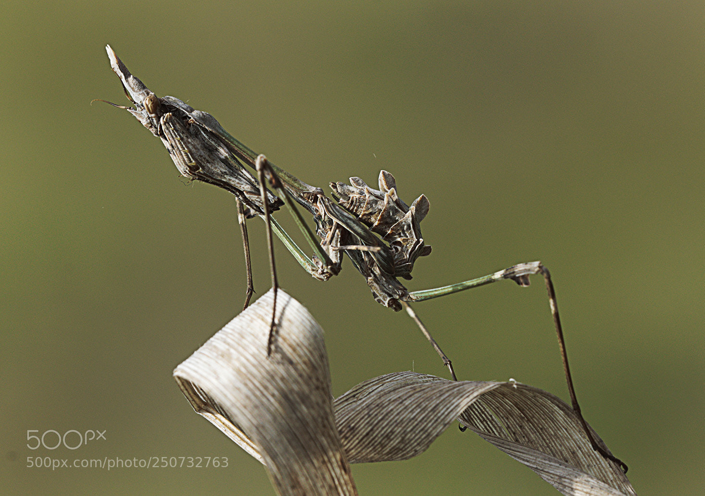 Canon EOS 70D sample photo. Mantis photography