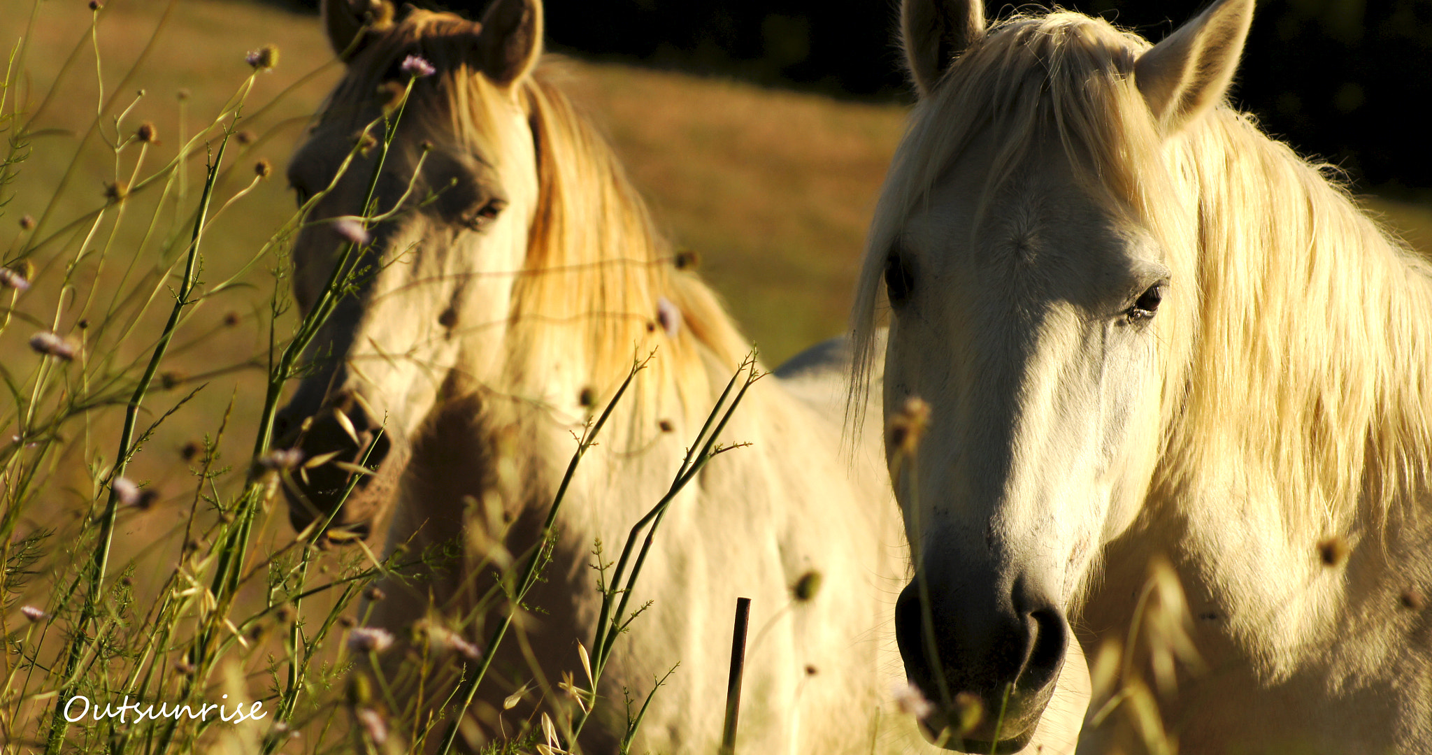 Sony SLT-A33 sample photo. Take a chance by outsunrise photography