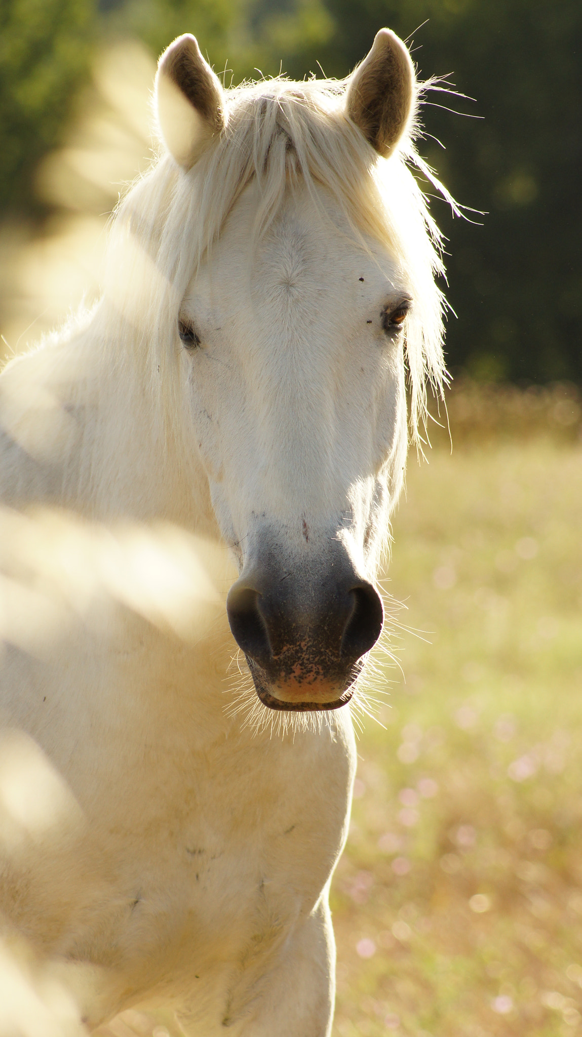 Sony SLT-A33 + Sony 75-300mm F4.5-5.6 sample photo. Tracanard by outsunrise photography