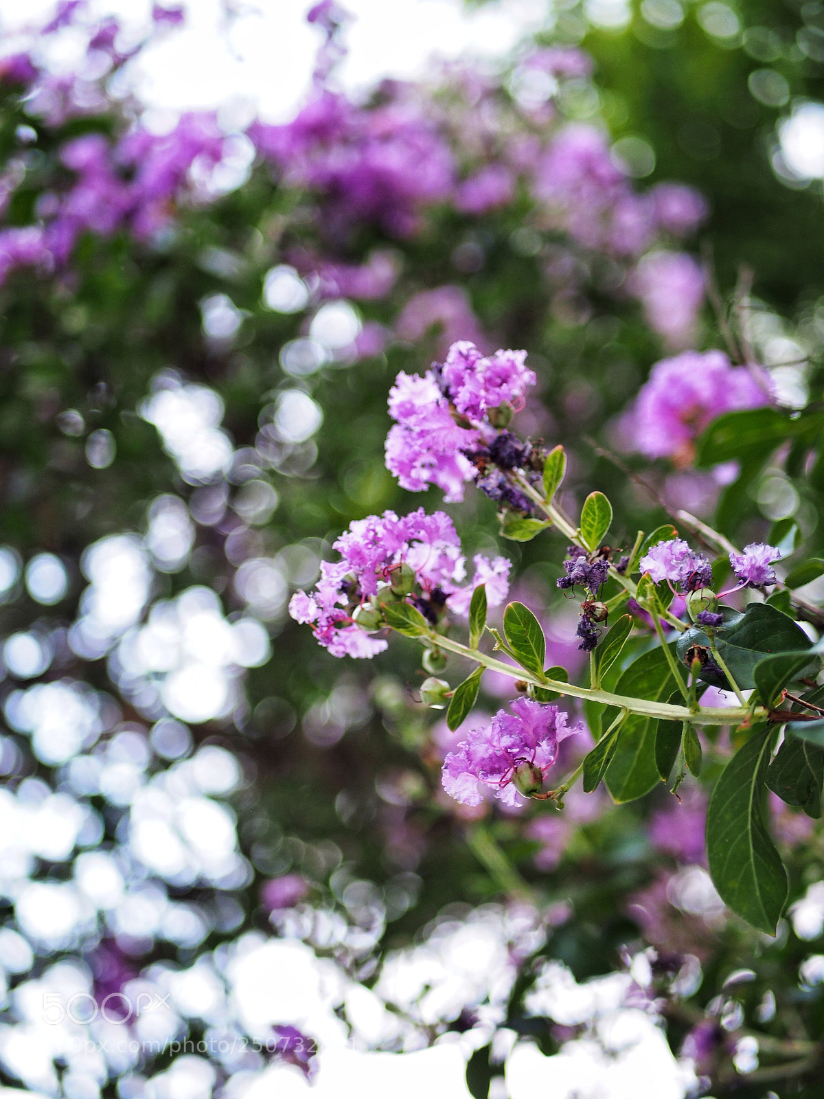 Olympus PEN E-PL5 sample photo. Flowers at belgrano r. photography