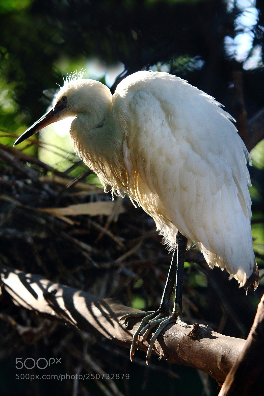Canon EOS 650D (EOS Rebel T4i / EOS Kiss X6i) sample photo. On the nest photography