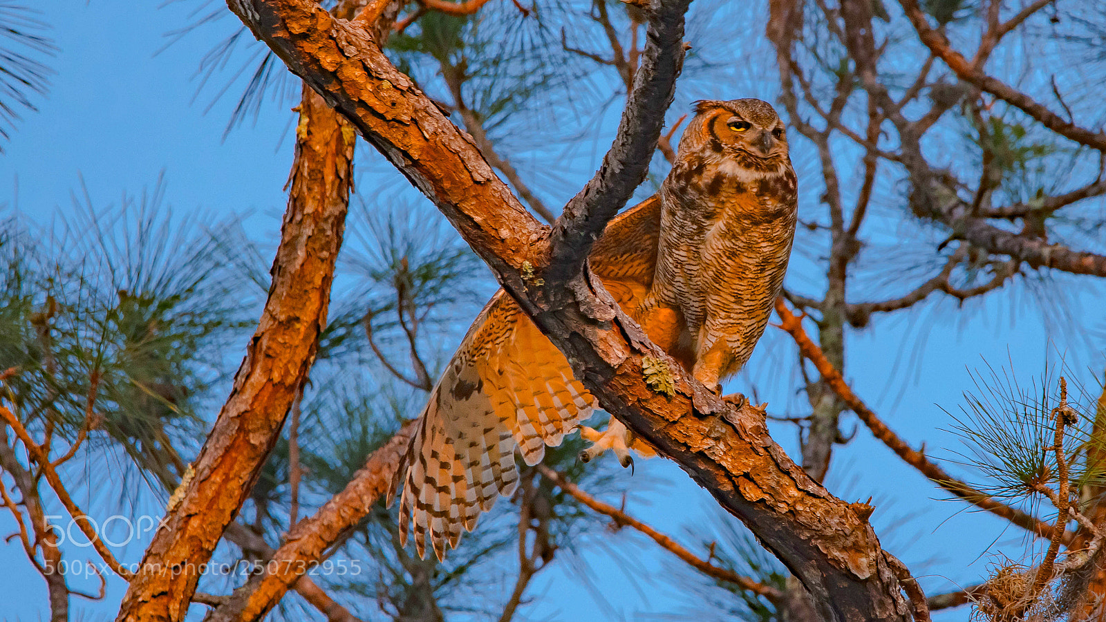 Nikon D500 sample photo. Spreading my wing photography
