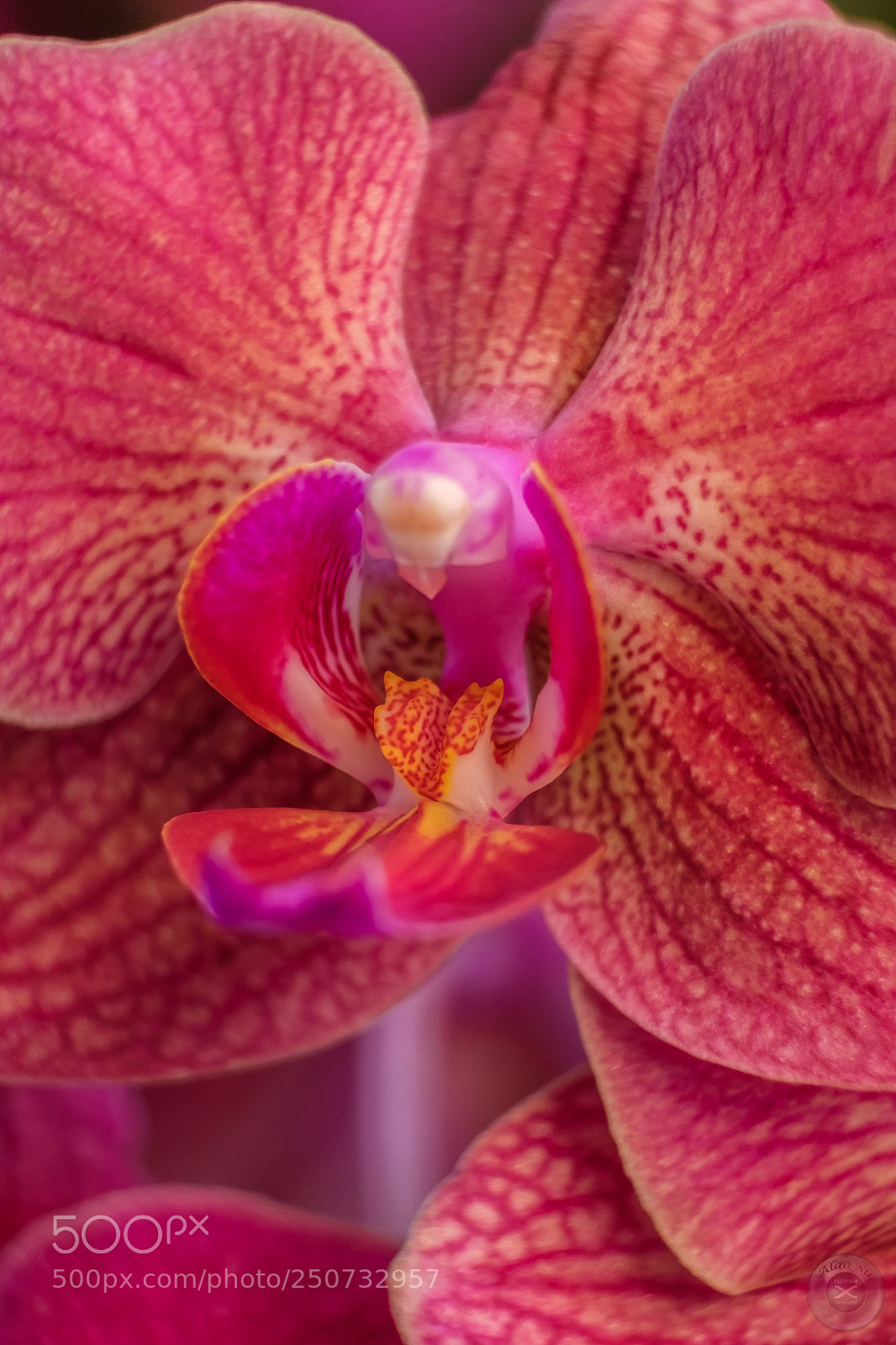 Fujifilm X-E2S sample photo. Red rose photography