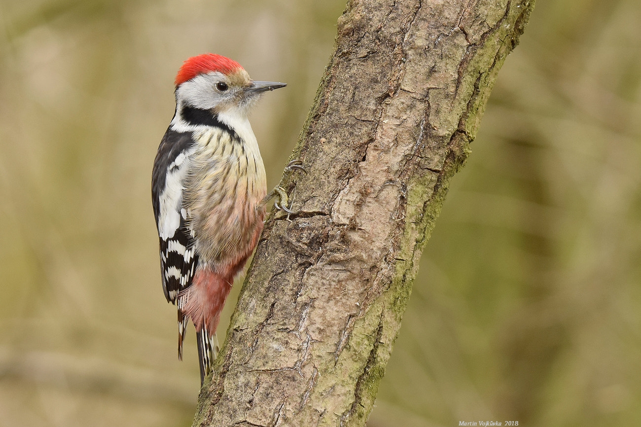 Nikon D5300 + Tamron SP 150-600mm F5-6.3 Di VC USD sample photo. Middle spotted woodpecker photography