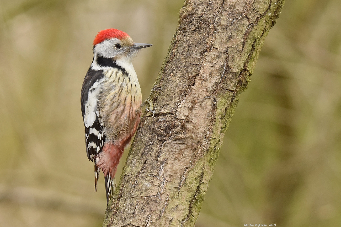 Nikon D5300 sample photo. Middle spotted woodpecker photography