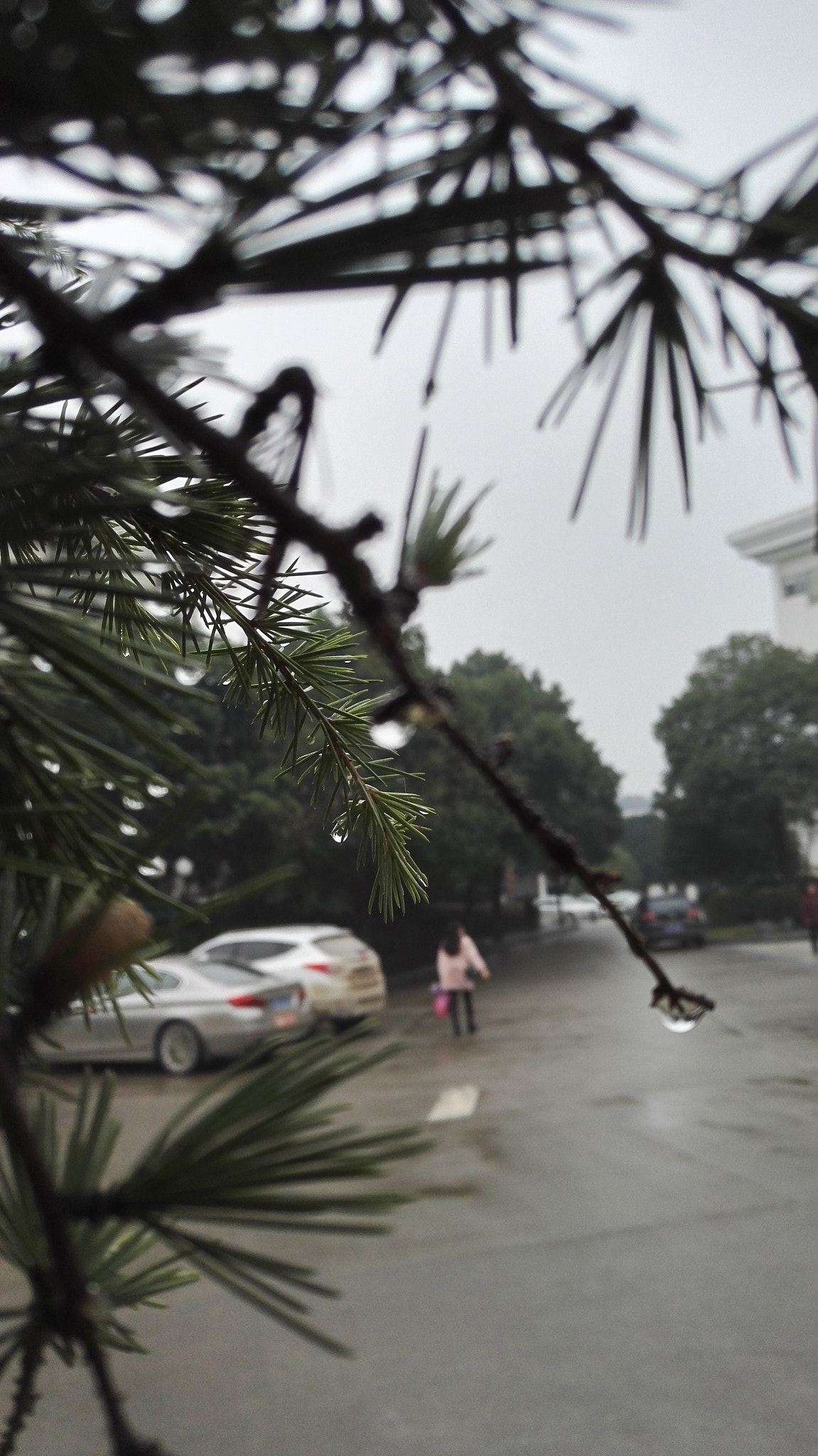 HUAWEI Honor 7 sample photo. 雨后 photography