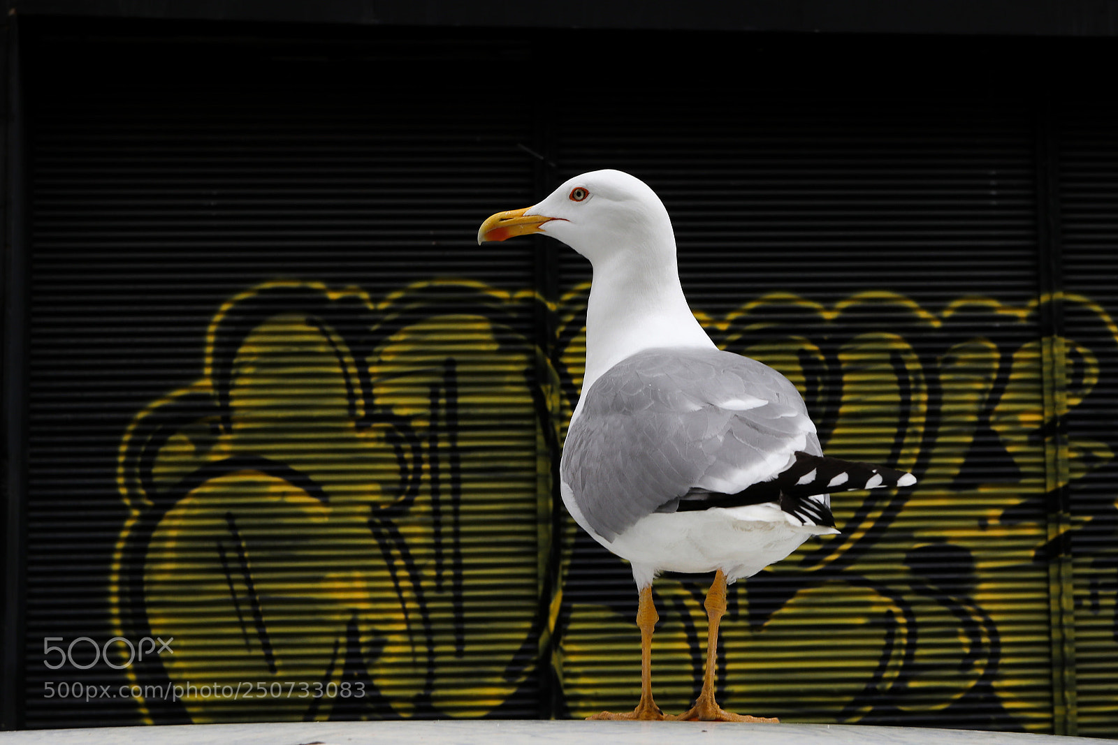 Canon EOS 80D sample photo. Untitled photography