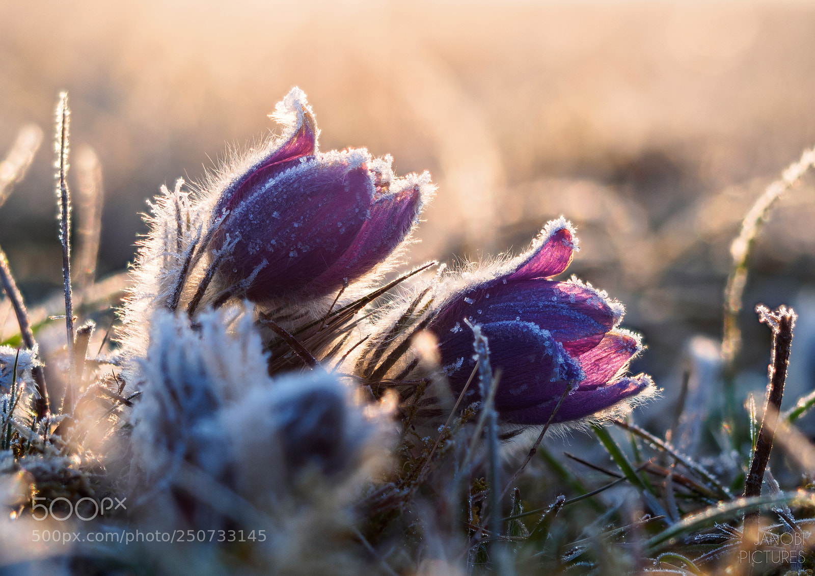 Olympus OM-D E-M5 II sample photo. On an icy morning photography