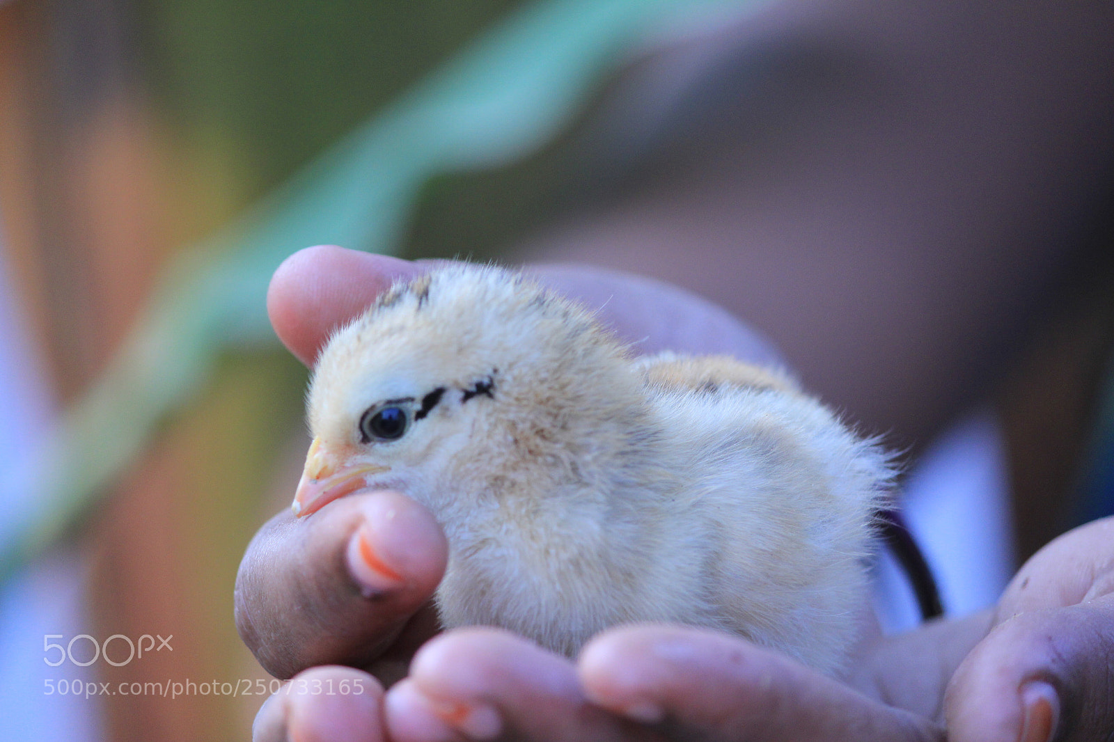 Canon EOS 60D sample photo. I’ll protect you  photography
