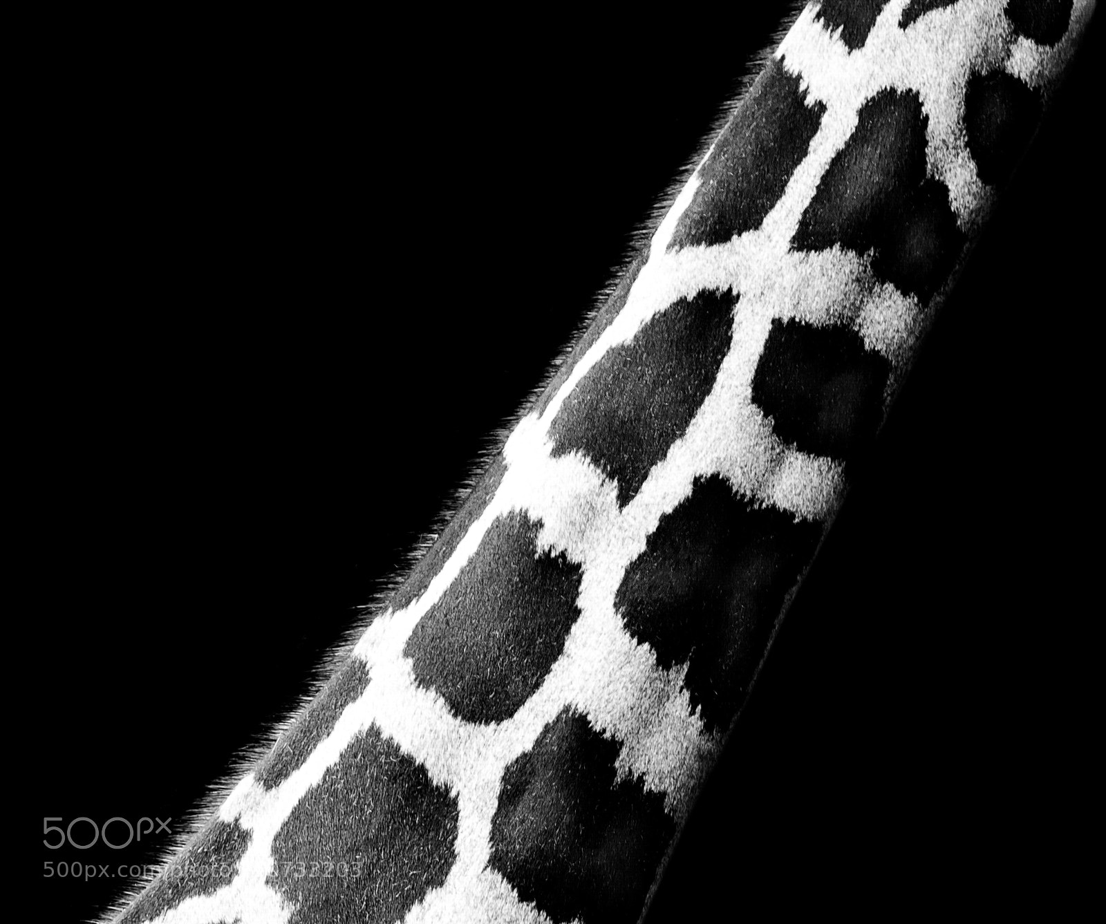 Nikon D2X sample photo. Giraffe neck photography