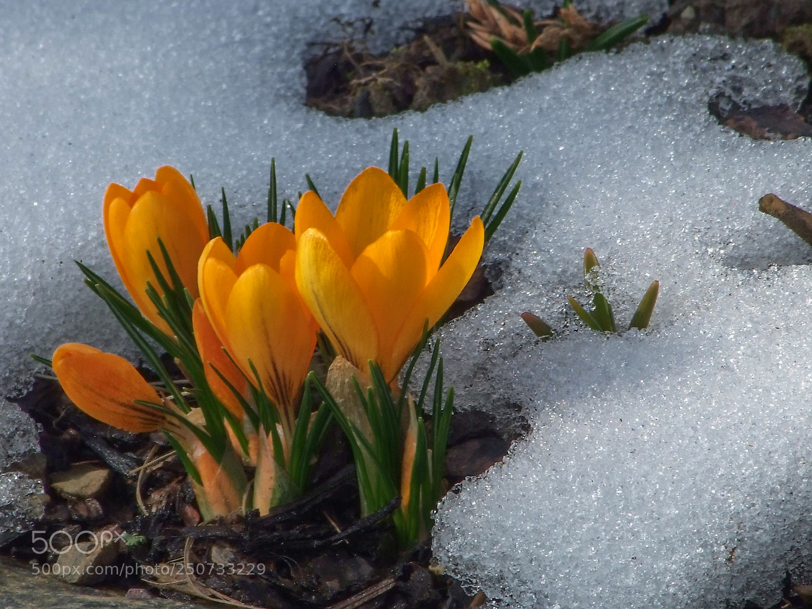 Fujifilm FinePix S100fs sample photo. Spring flowers photography