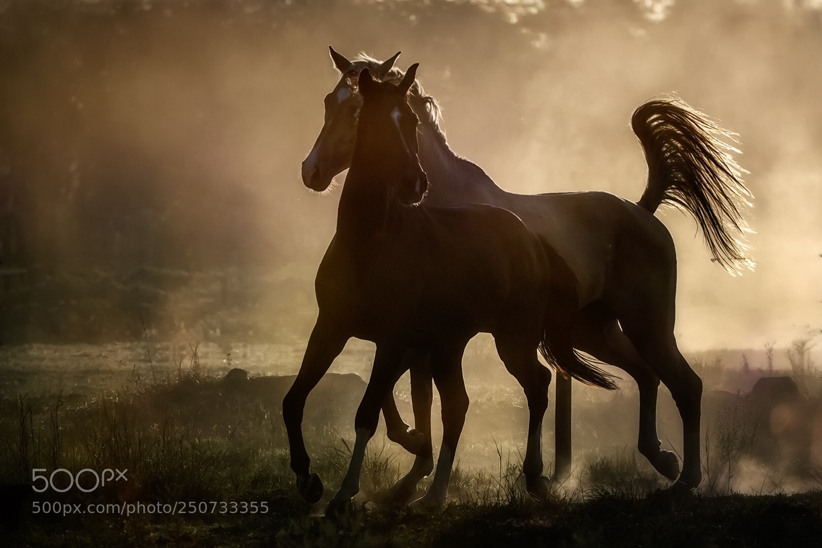 Canon EOS-1D X Mark II sample photo. Horses in the dust...horses photography