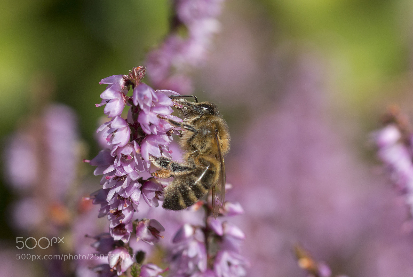 Canon EOS 70D sample photo. Summer photography