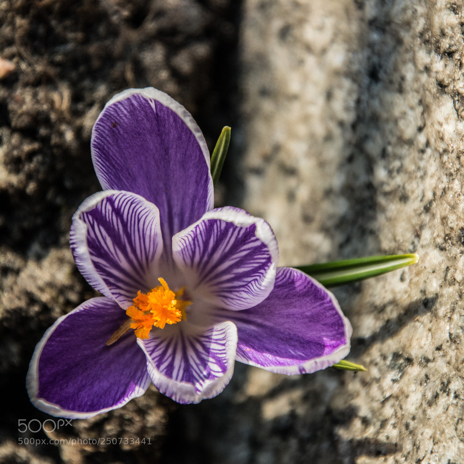Nikon D7100 sample photo. Springtime 25.3.2018 photography