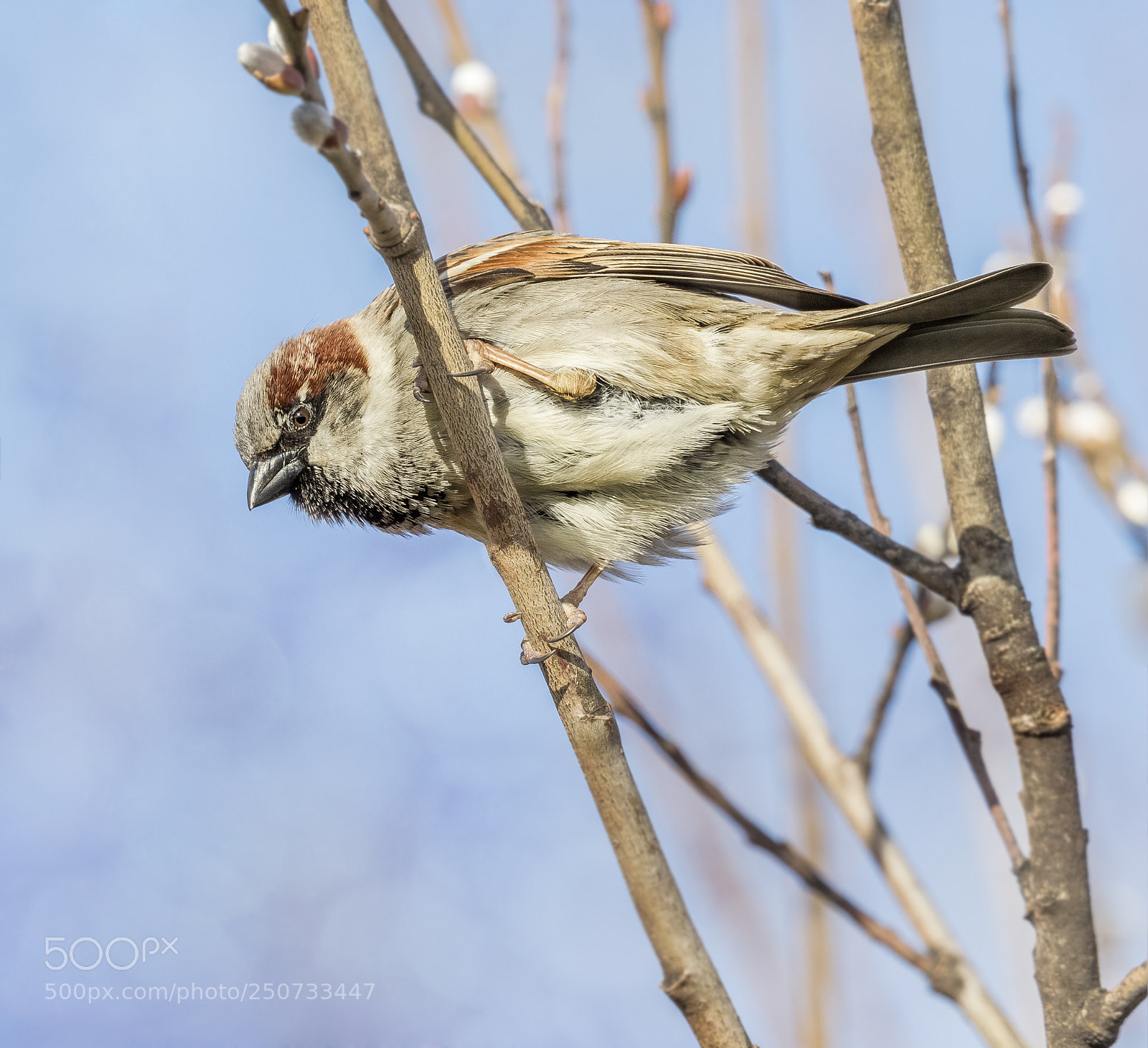 Canon EOS 7D Mark II sample photo. Watching sparrow photography