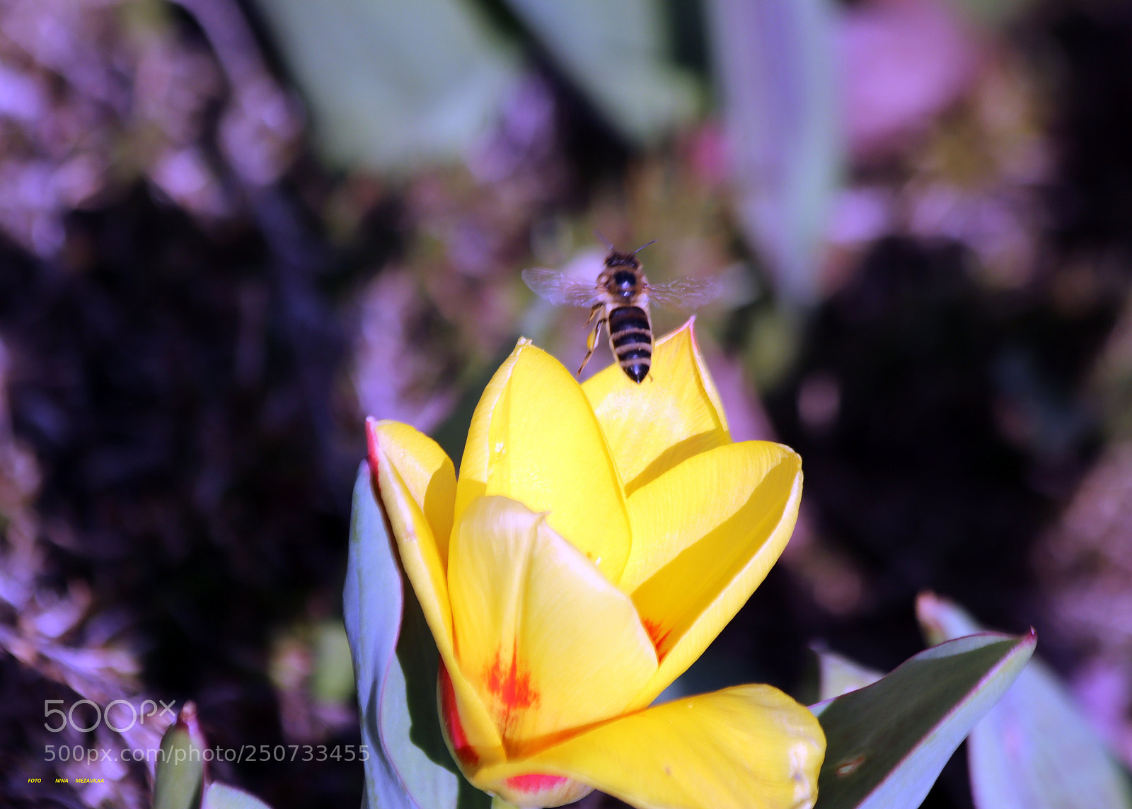 Canon EOS 800D (EOS Rebel T7i / EOS Kiss X9i) sample photo. Erste tulpe ... photography