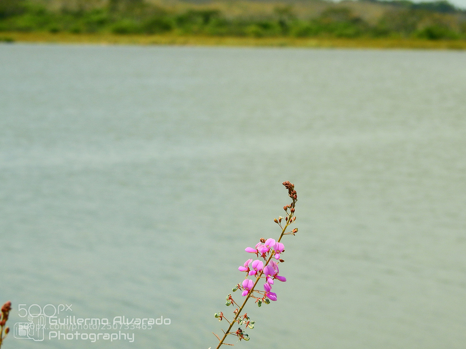 Nikon Coolpix P900 sample photo. Wild flower photography