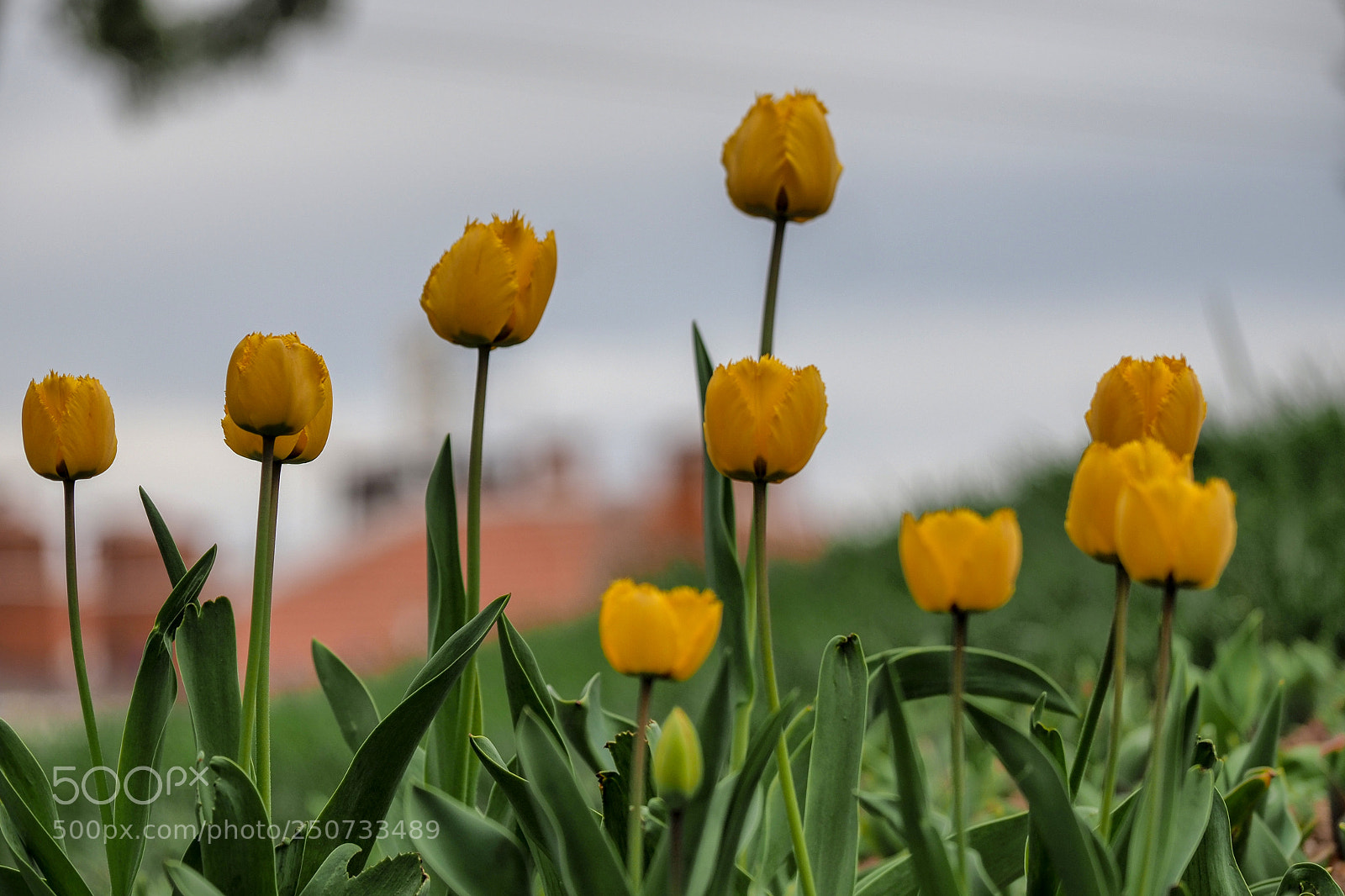 Olympus OM-D E-M1 Mark II sample photo. Olympus digital camera photography