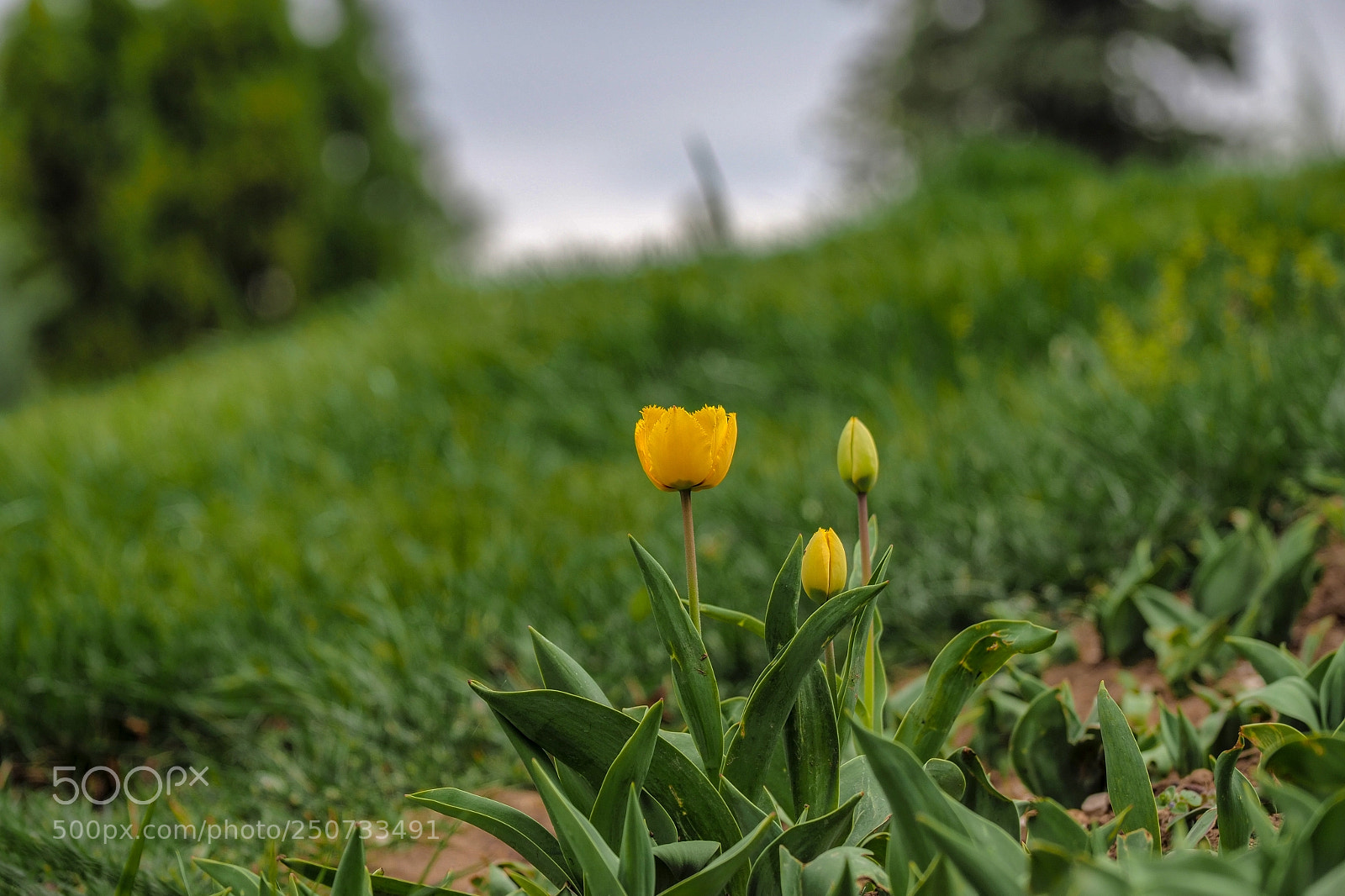 Olympus OM-D E-M1 Mark II sample photo. Olympus digital camera photography