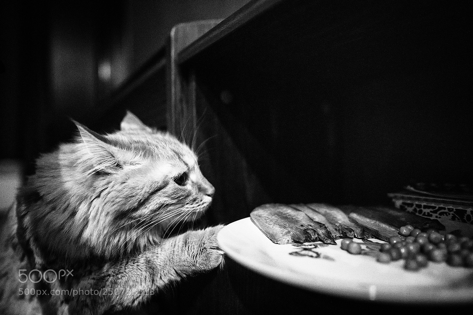 Sony a9 sample photo. Little pilferer photography