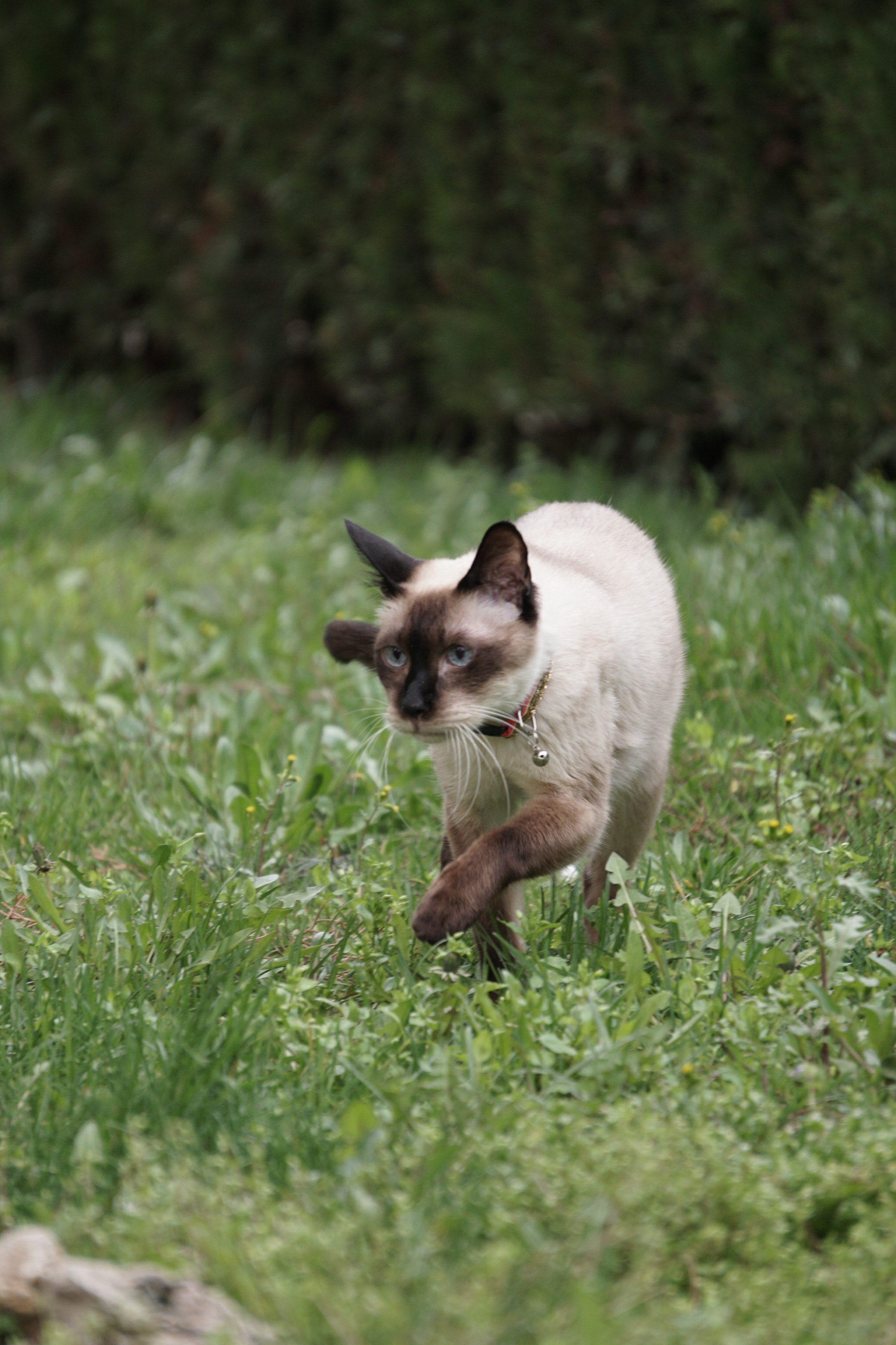 Sony E 55-210mm F4.5-6.3 OSS sample photo. Uzi, siamise photography