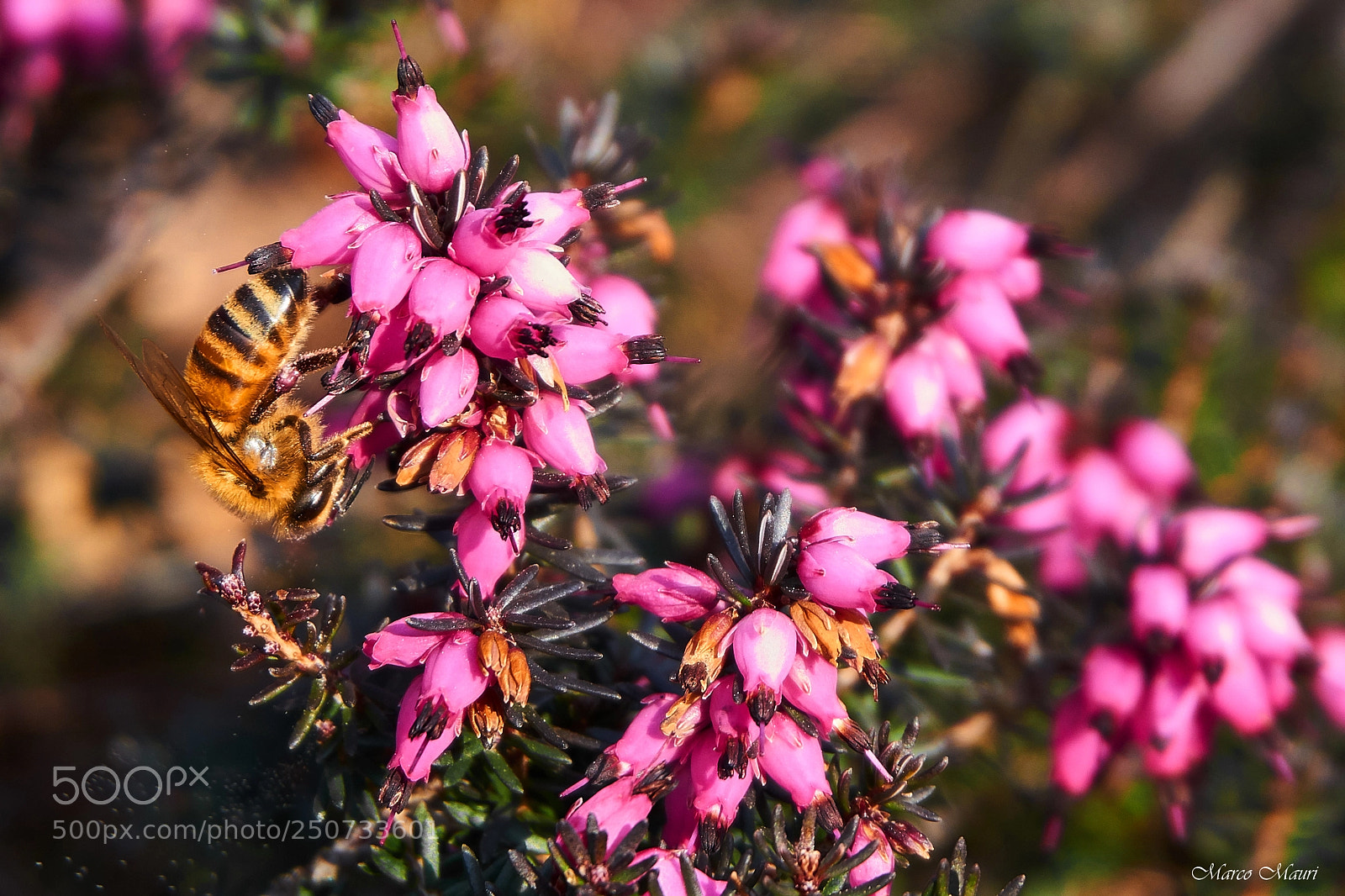 Sony a6000 sample photo. Spring photography