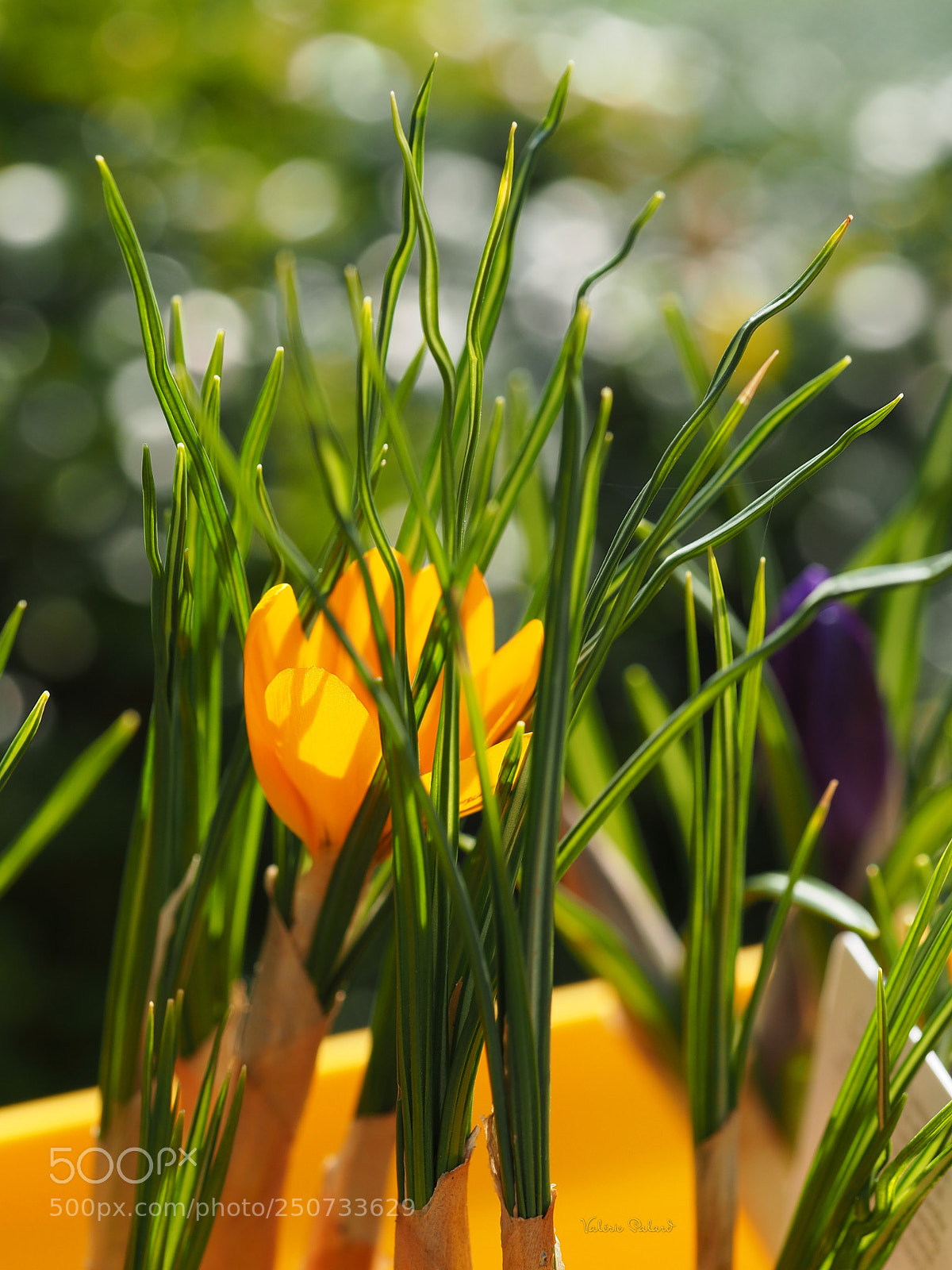 Olympus OM-D E-M5 II sample photo. Crocus photography