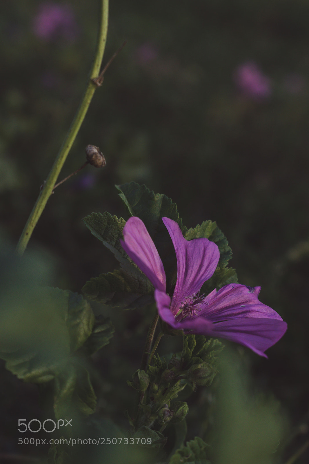 Nikon D5300 sample photo. Violetlly photography