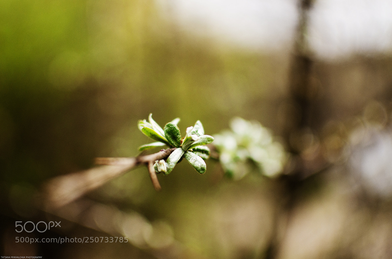 Nikon D5100 sample photo. Green inspiration photography