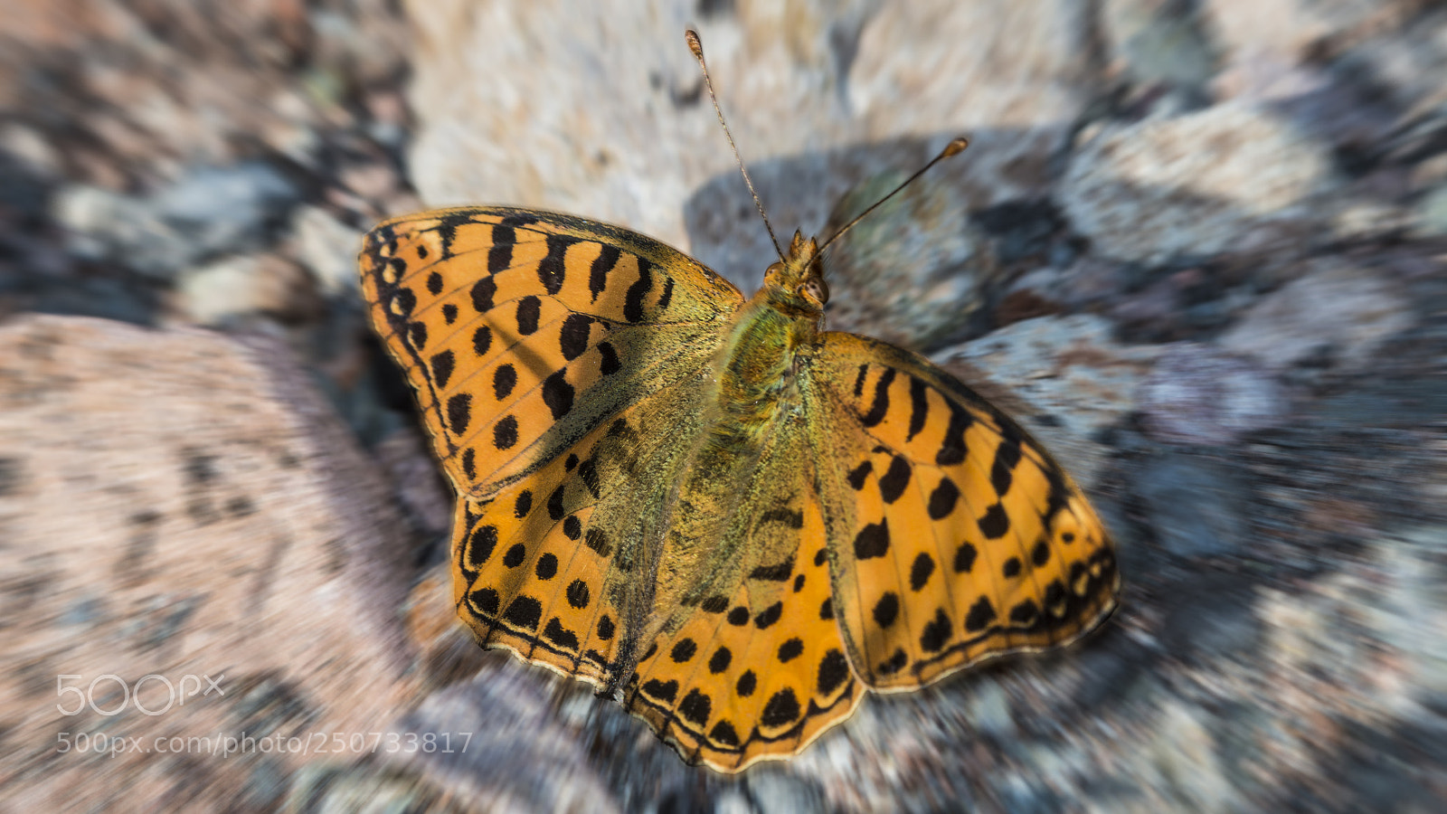Canon EOS 70D sample photo. Butterfly photography