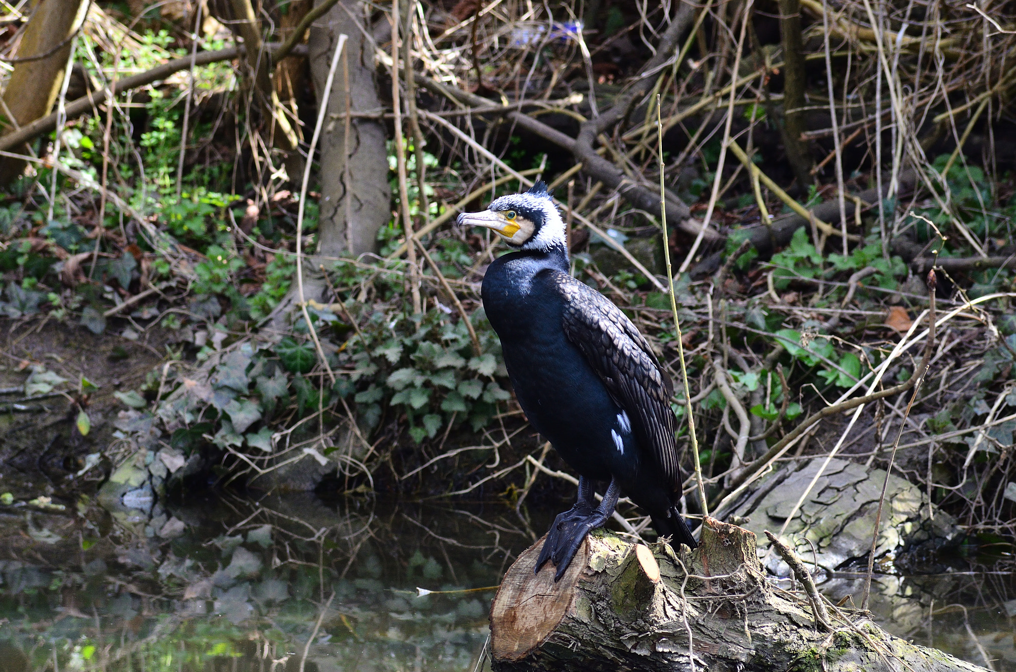 Nikon D7000 + Sigma 70-300mm F4-5.6 APO DG Macro sample photo. Cormorant photography