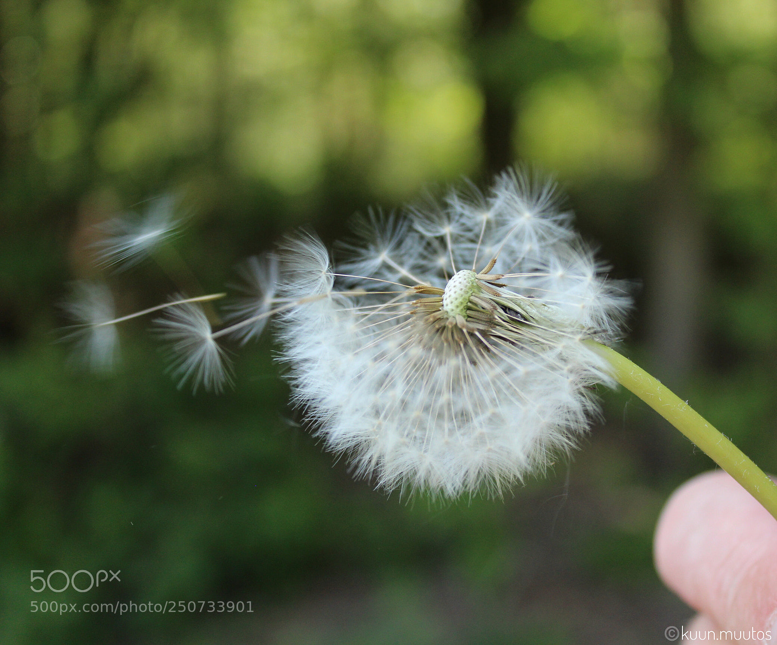 Canon EOS 1200D (EOS Rebel T5 / EOS Kiss X70 / EOS Hi) sample photo. Dandelion photography