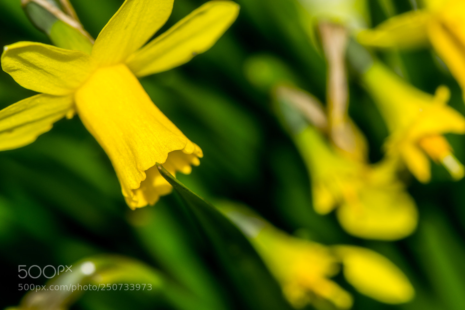 Nikon D3300 sample photo. Spring photography