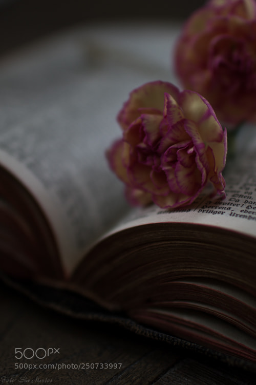 Canon EOS 7D sample photo. Untitled photography