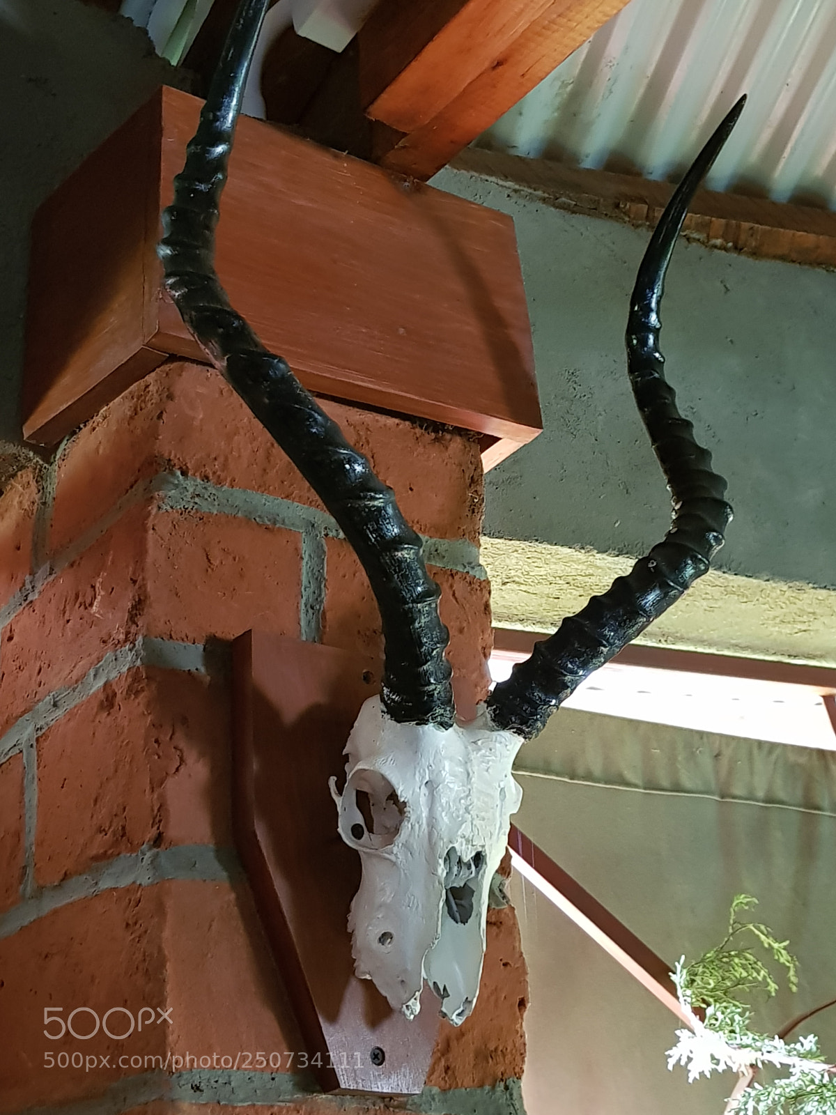 Samsung Galaxy S8 sample photo. Skull on the wall photography