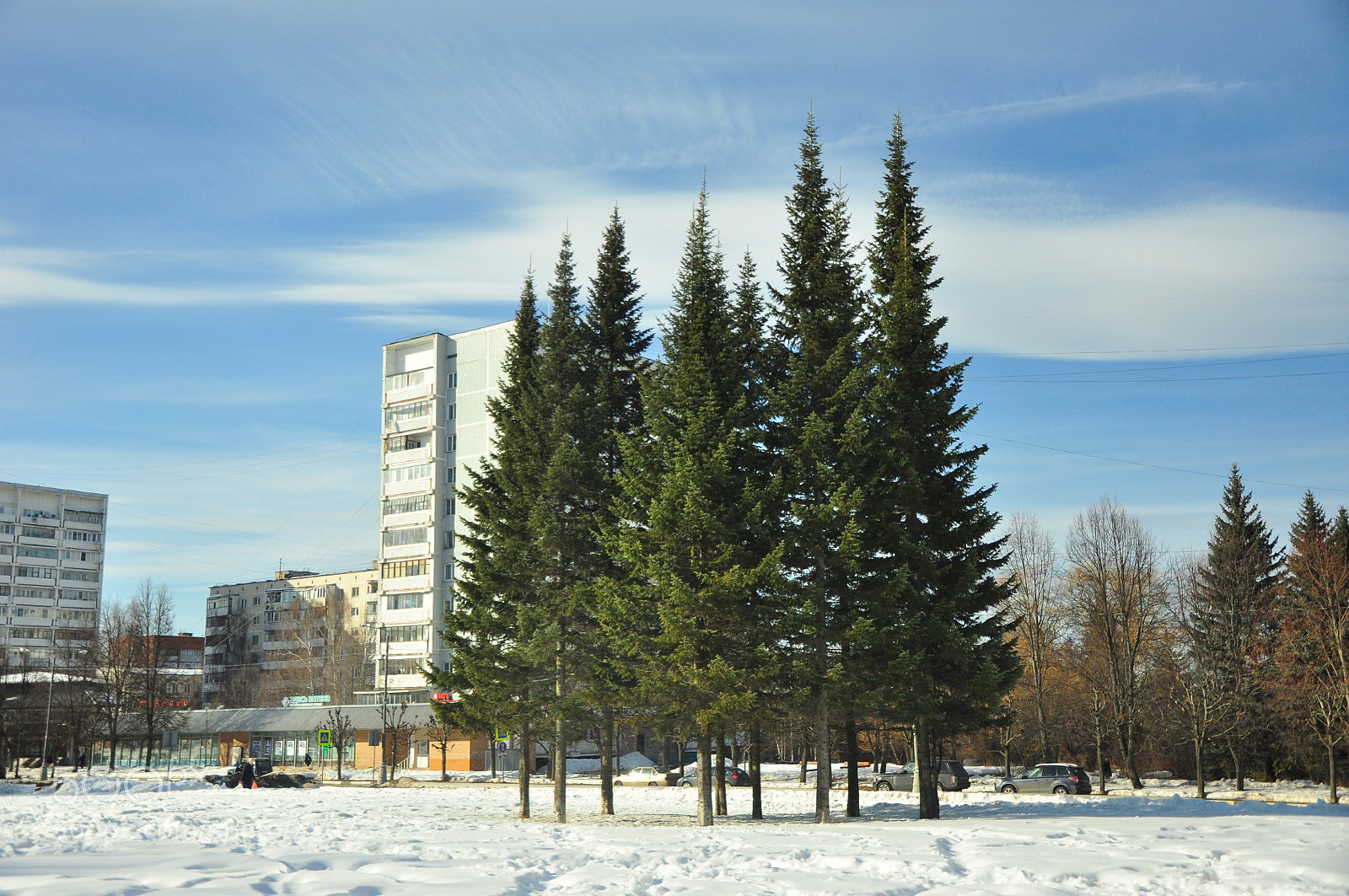 Nikon D90 sample photo. Хоровод ёлок photography