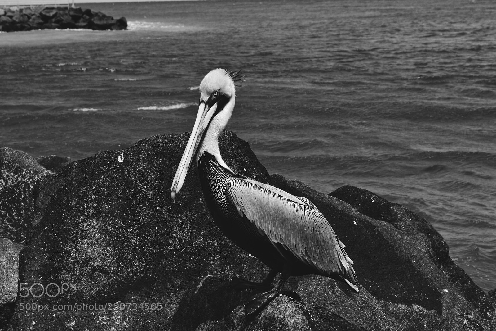 Nikon D3100 sample photo. Close up bird photography