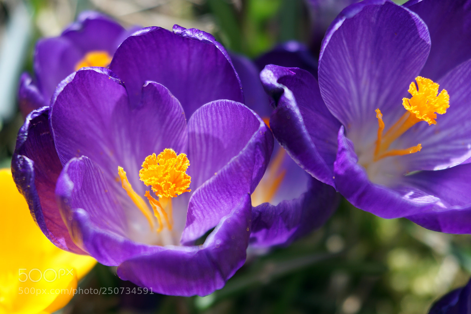 Sony ILCA-77M2 sample photo. Lilac beauty photography